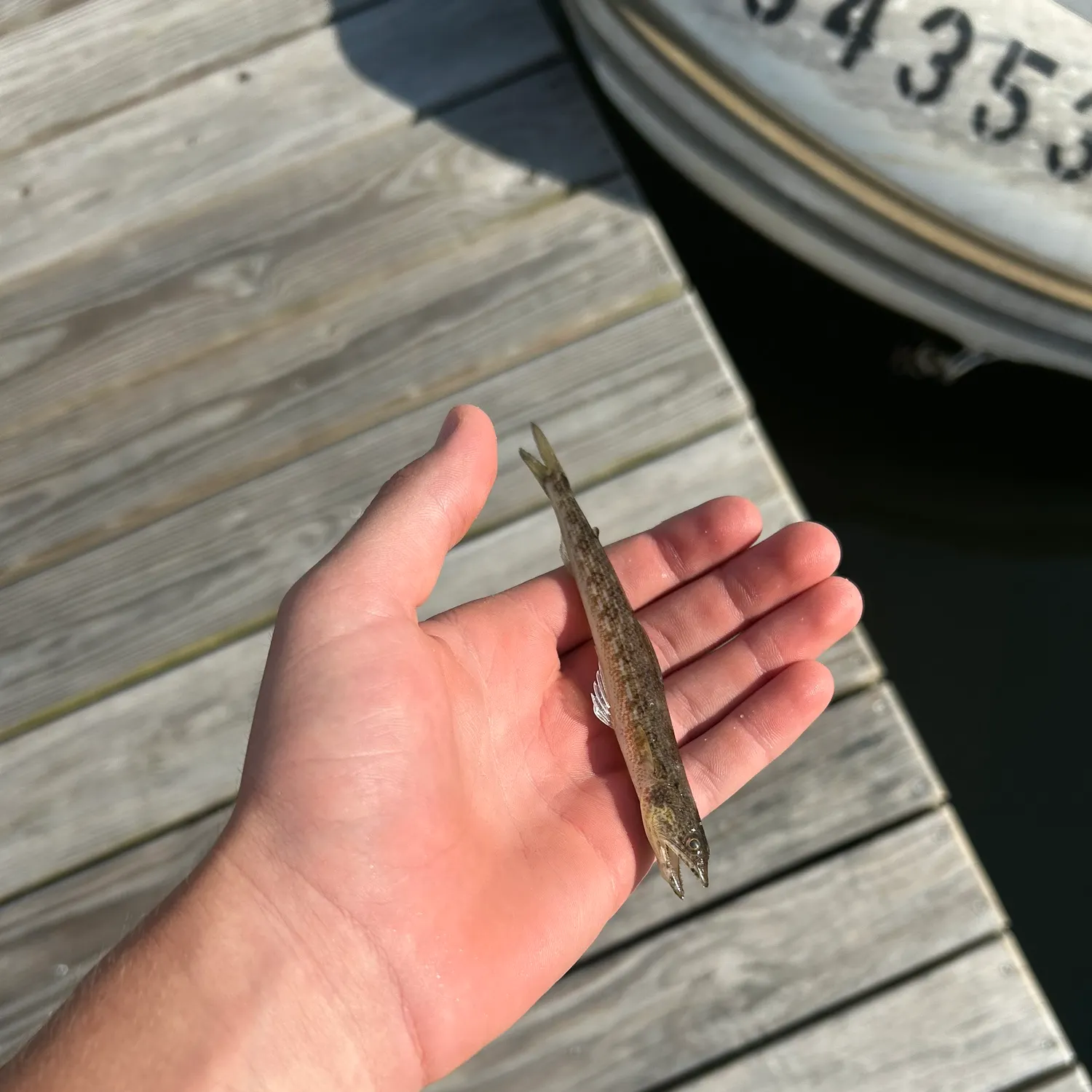 Inshore lizardfish caught on Fishbrain