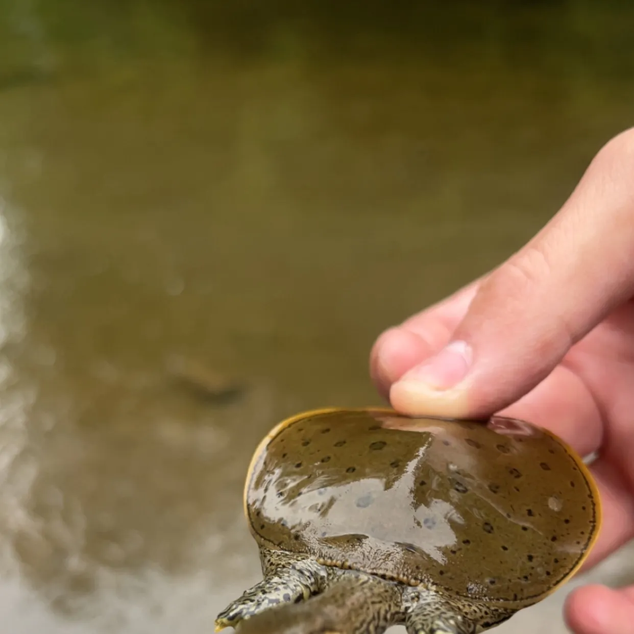 Spiny softshell turtle caught on Fishbrain