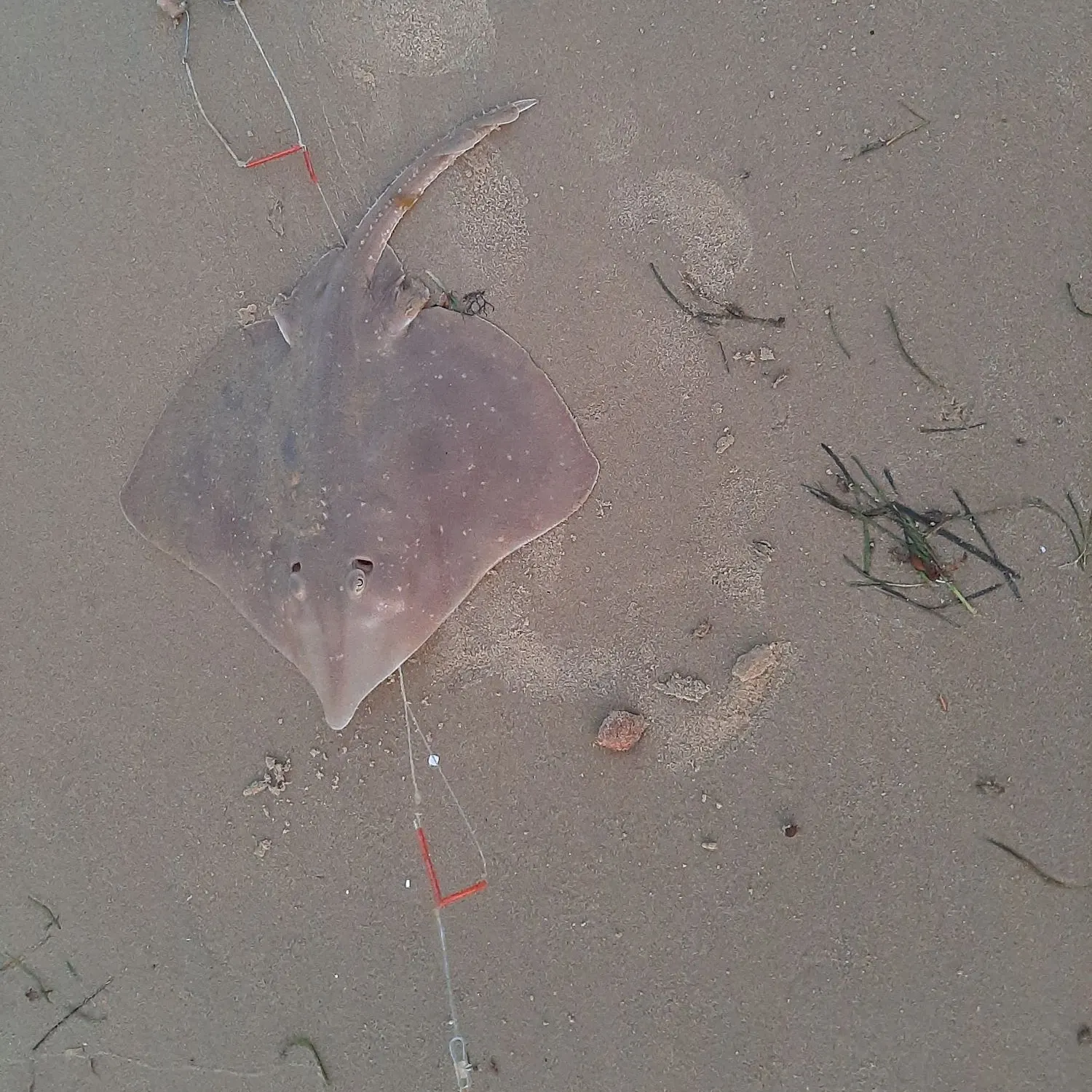 The most recent Southern stingray catches on Fishbrain