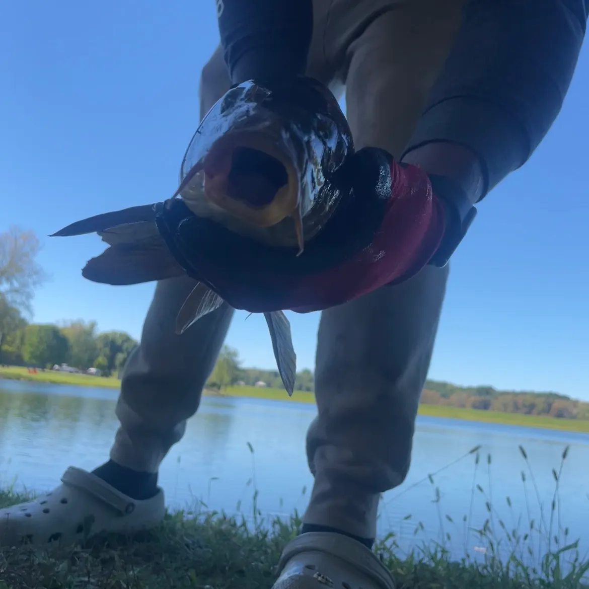 Common carp caught on Fishbrain