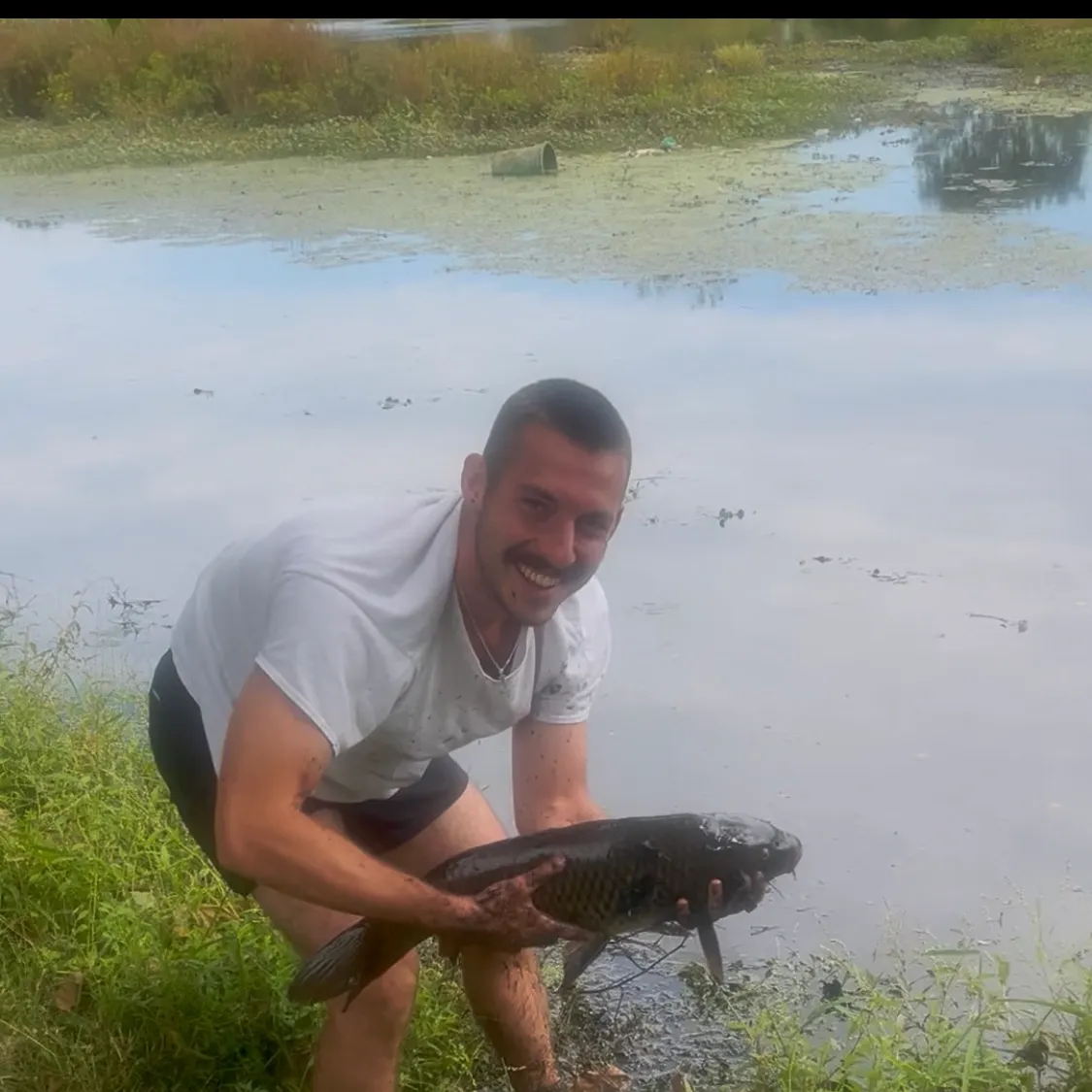 Common carp caught on Fishbrain