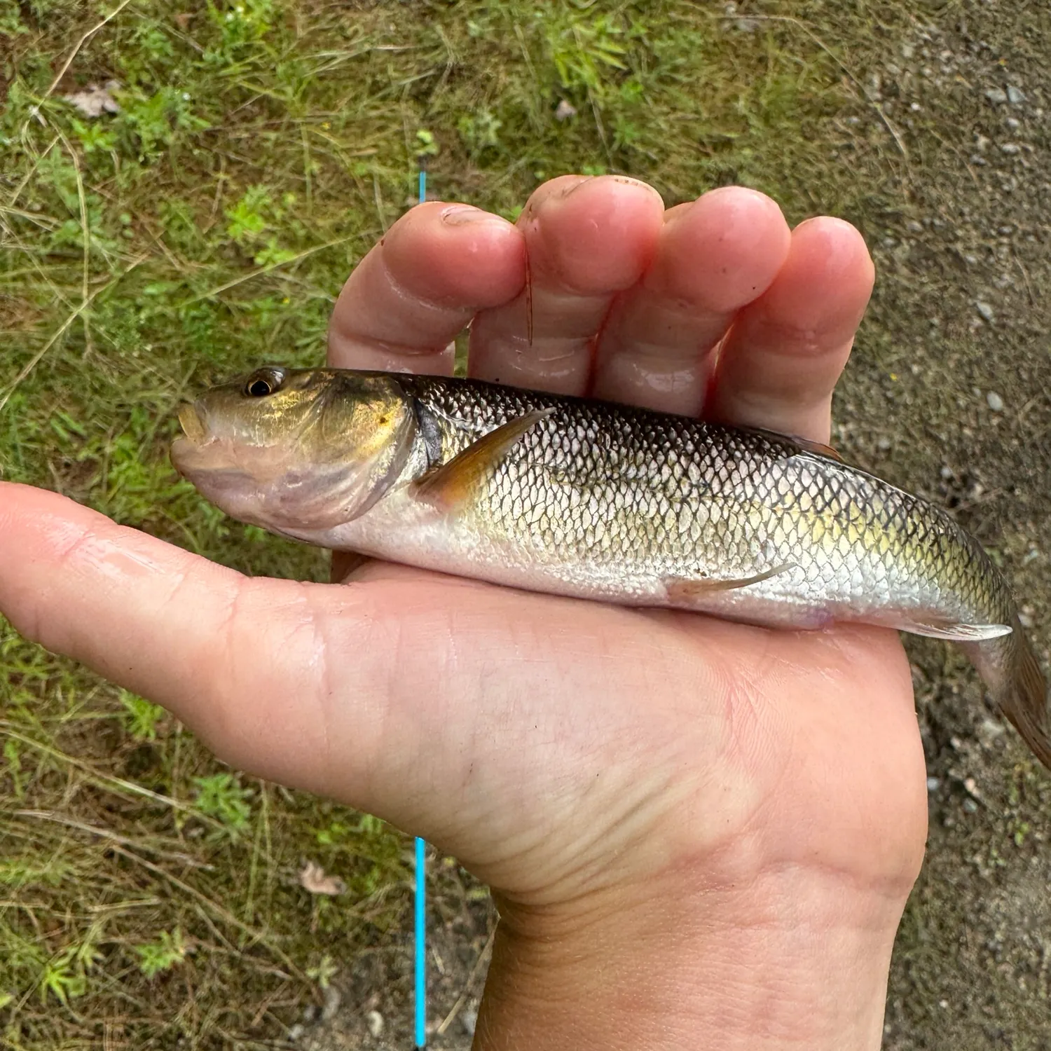 Creek chub caught on Fishbrain