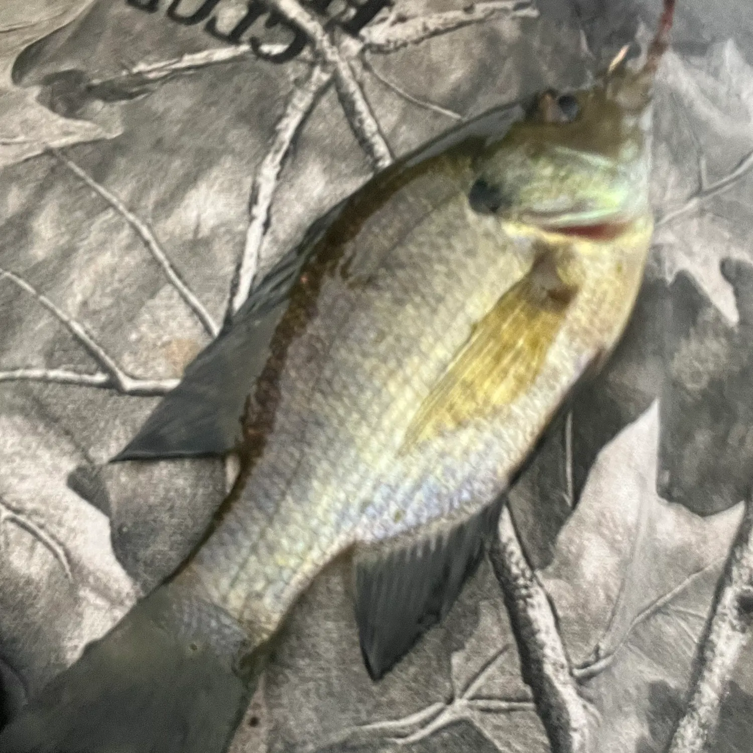 Fish caught on Fishbrain