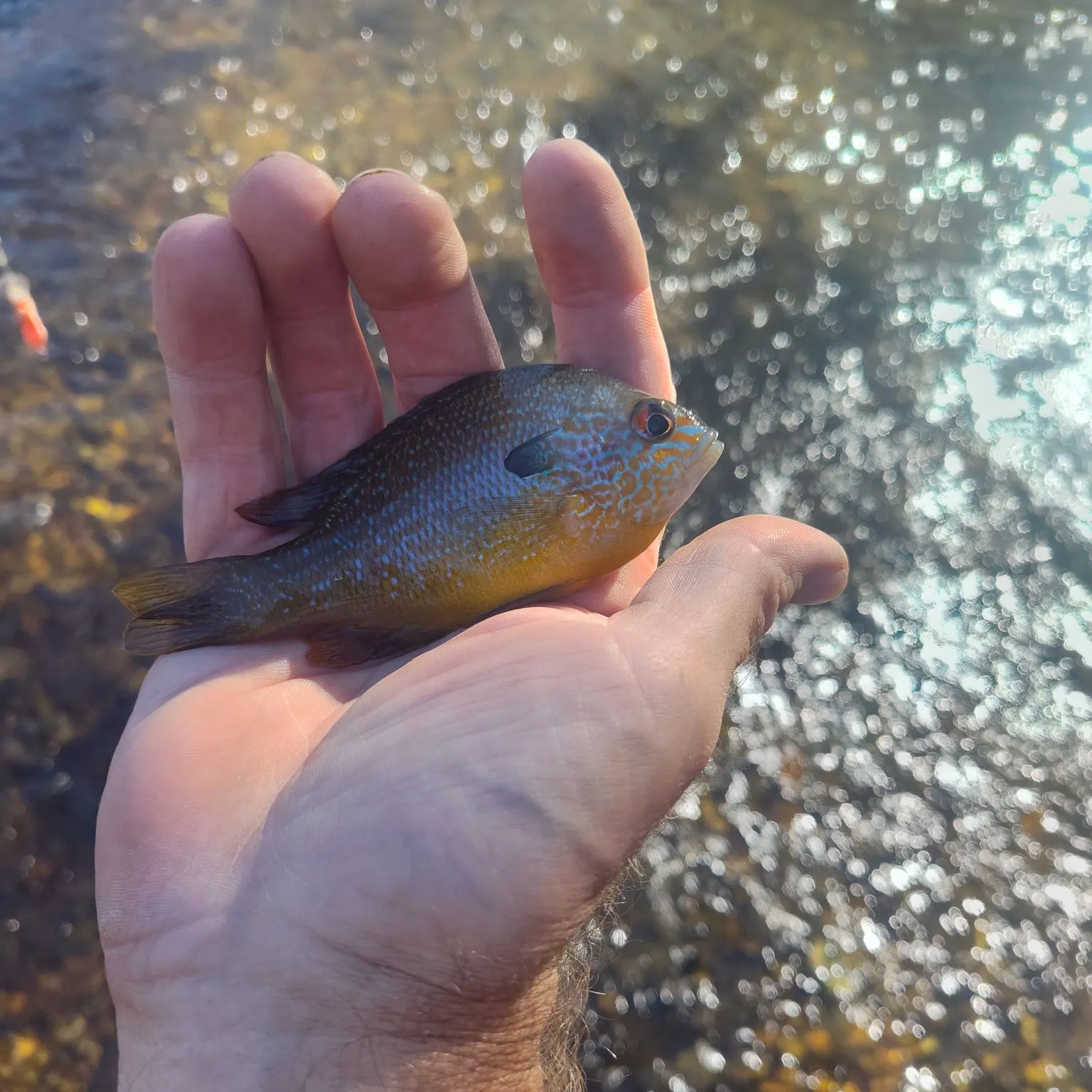 Longear sunfish caught on Fishbrain