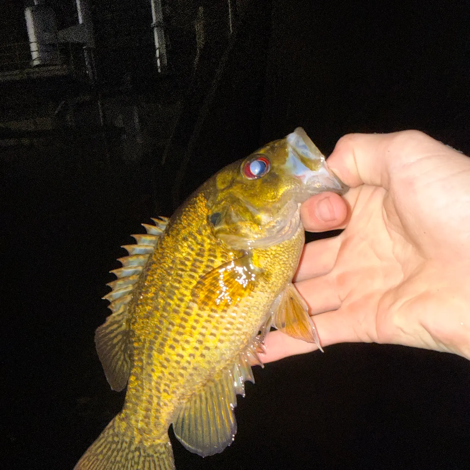 Rock bass caught on Fishbrain