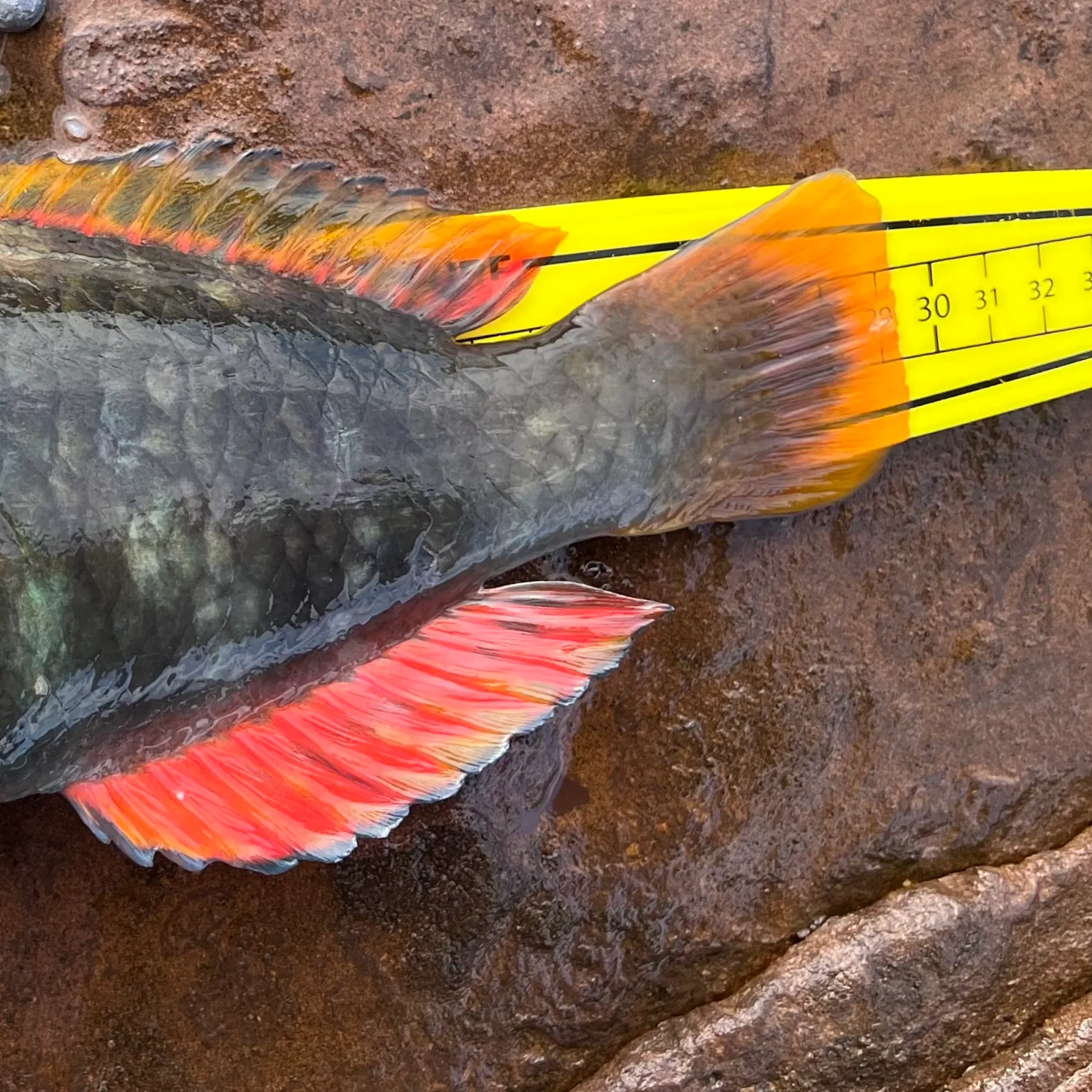 Crimsonbanded wrasse caught on Fishbrain