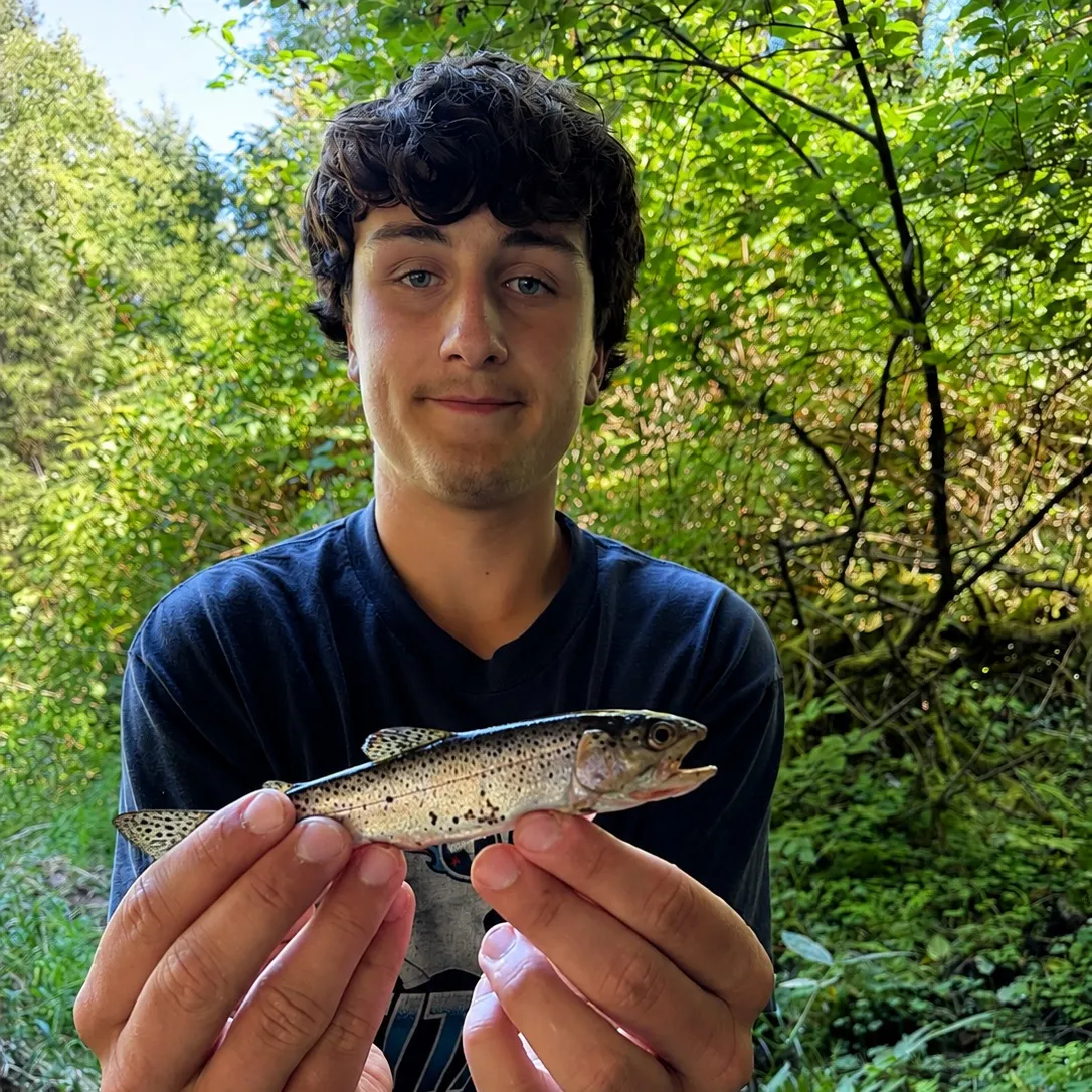 Rainbow trout caught on Fishbrain