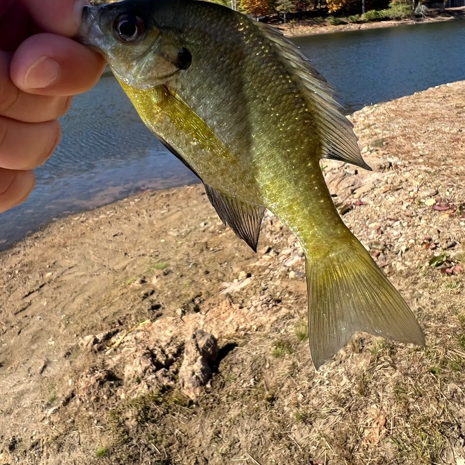 Bluegill caught on Fishbrain