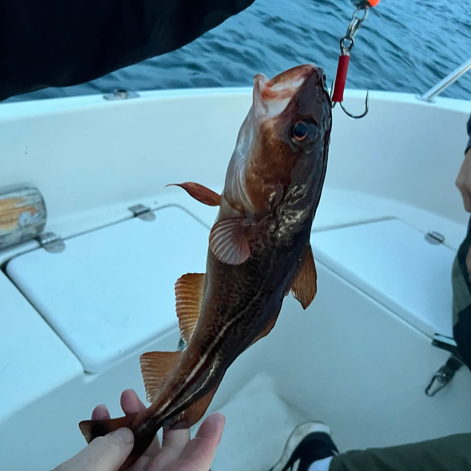 Atlantic cod caught on Fishbrain