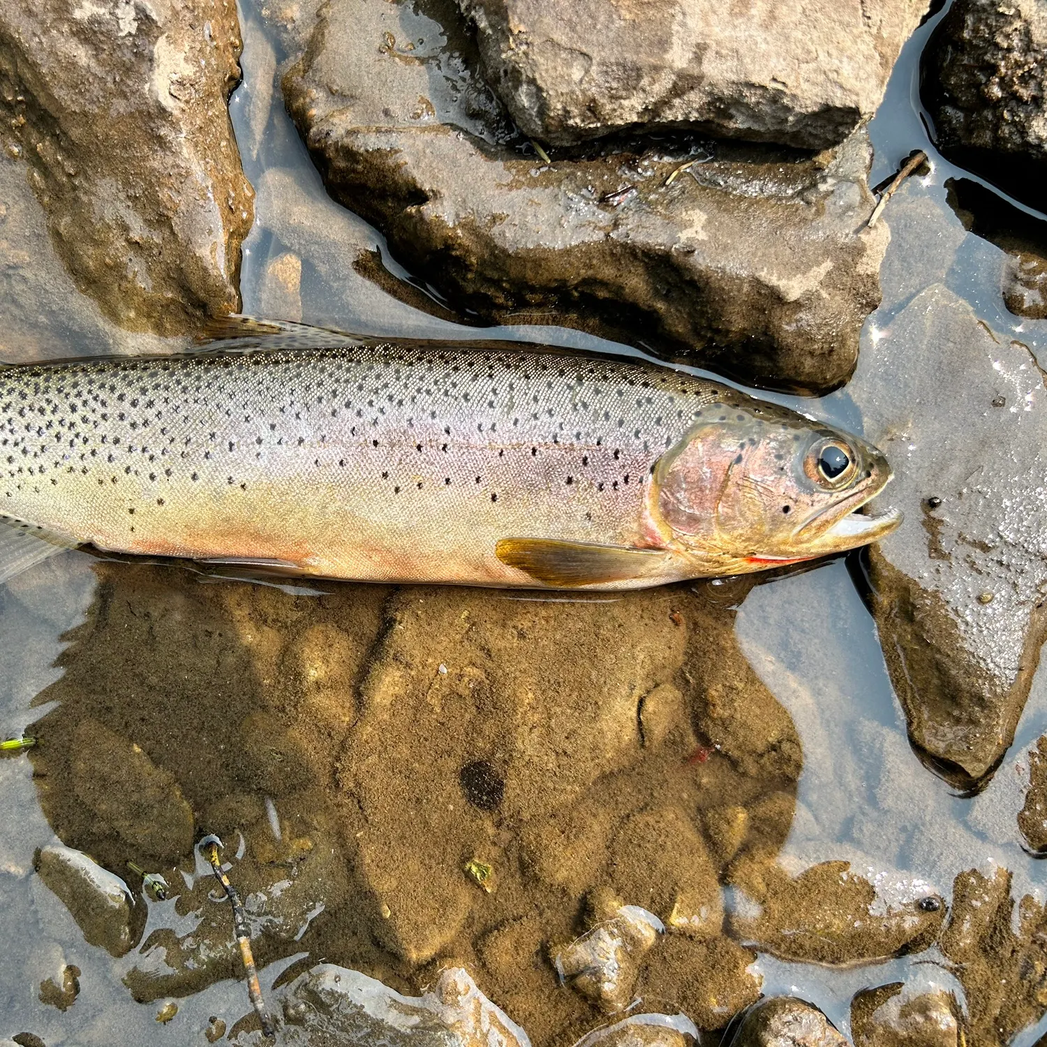 Cutthroat trout caught on Fishbrain