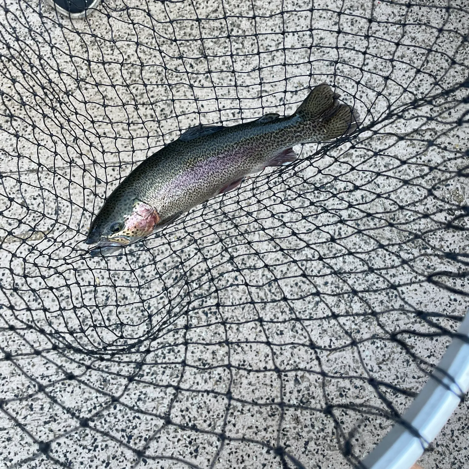 Rainbow trout caught on Fishbrain