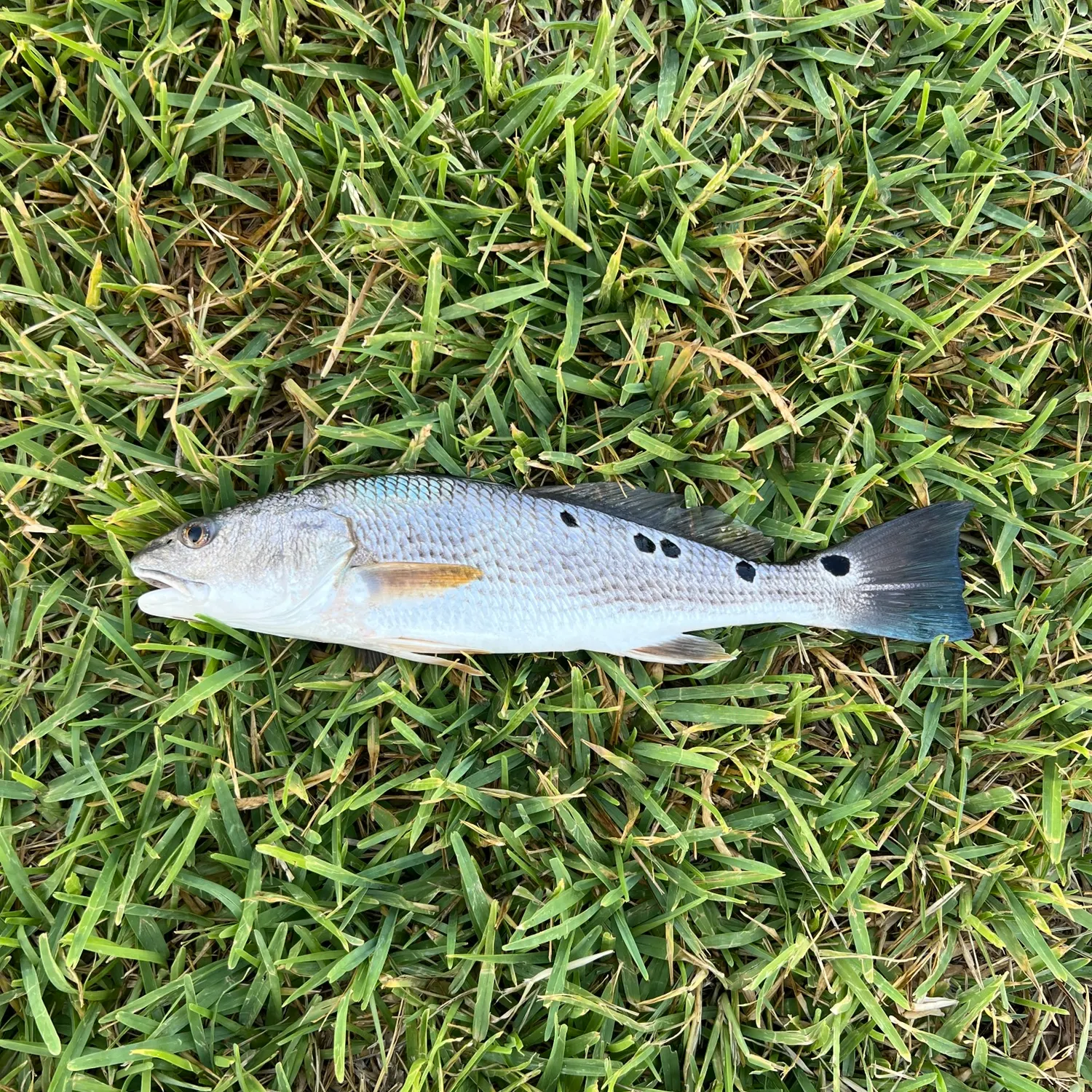 Red drum caught on Fishbrain