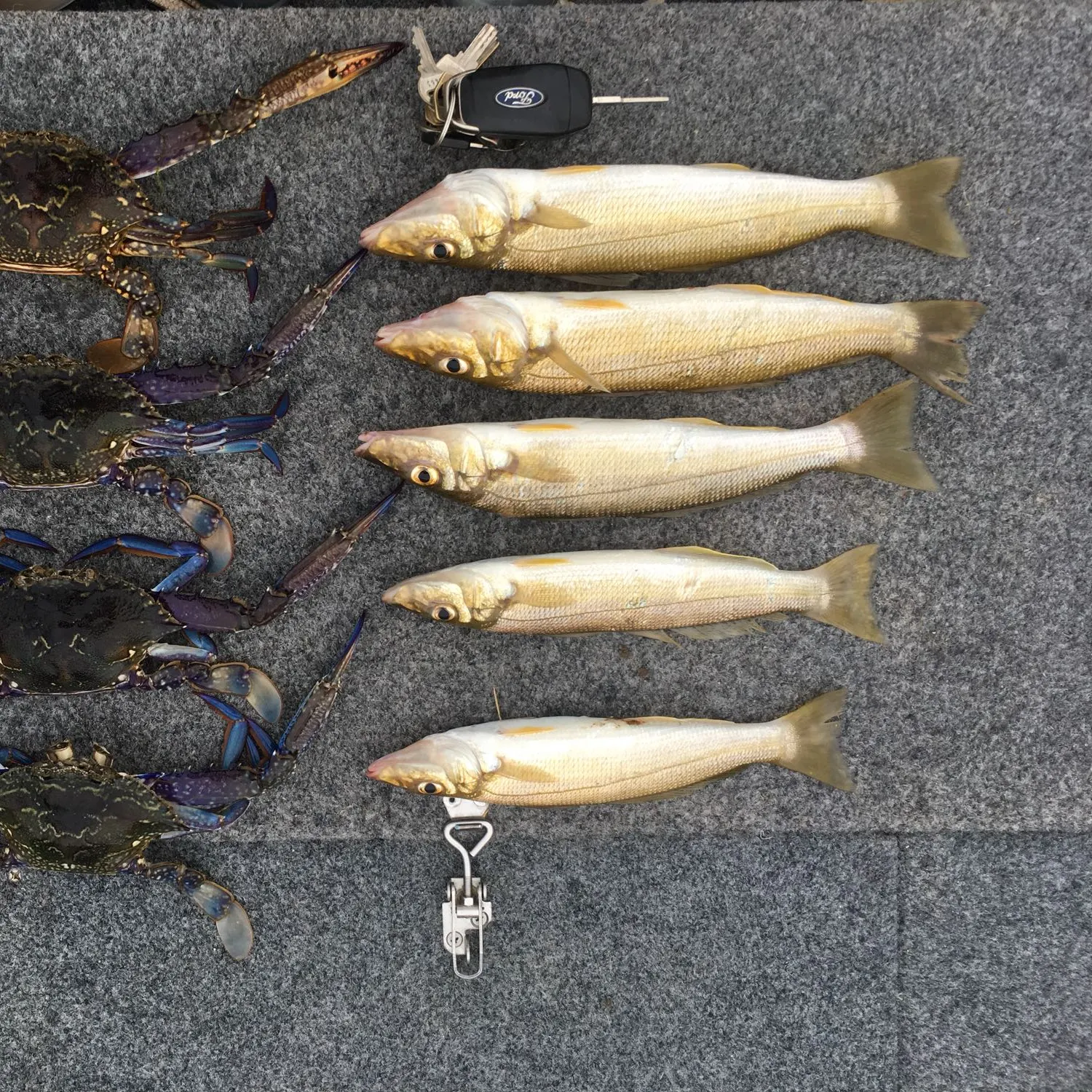 recently logged catches