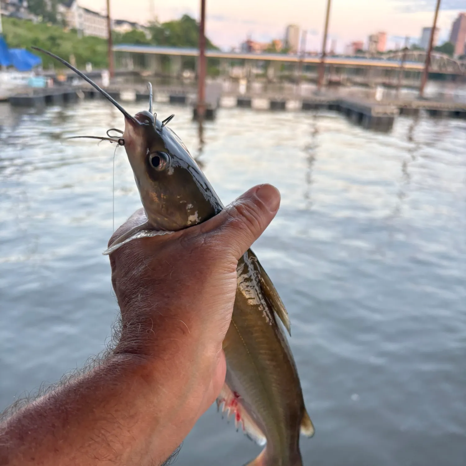 catch