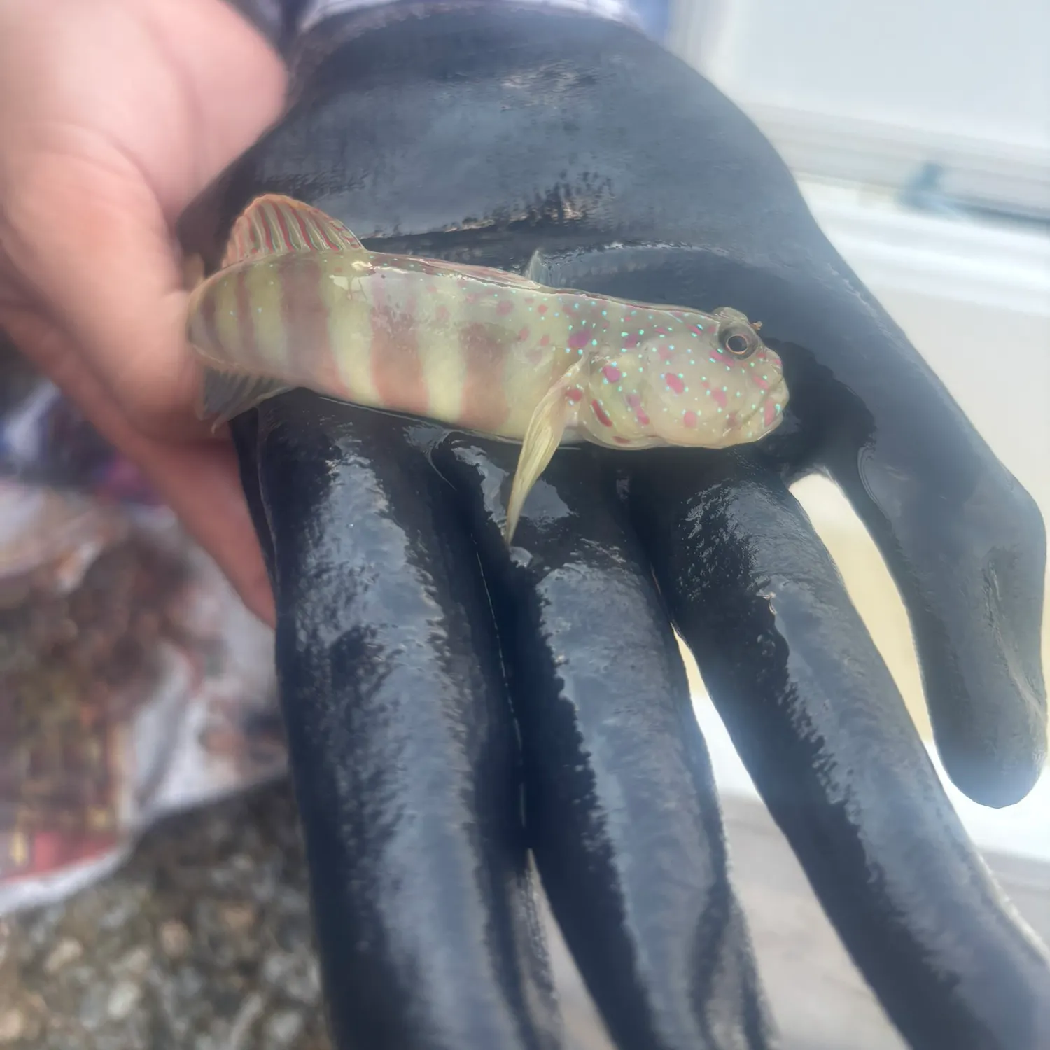 The most recent Pink shrimpgoby catches on Fishbrain