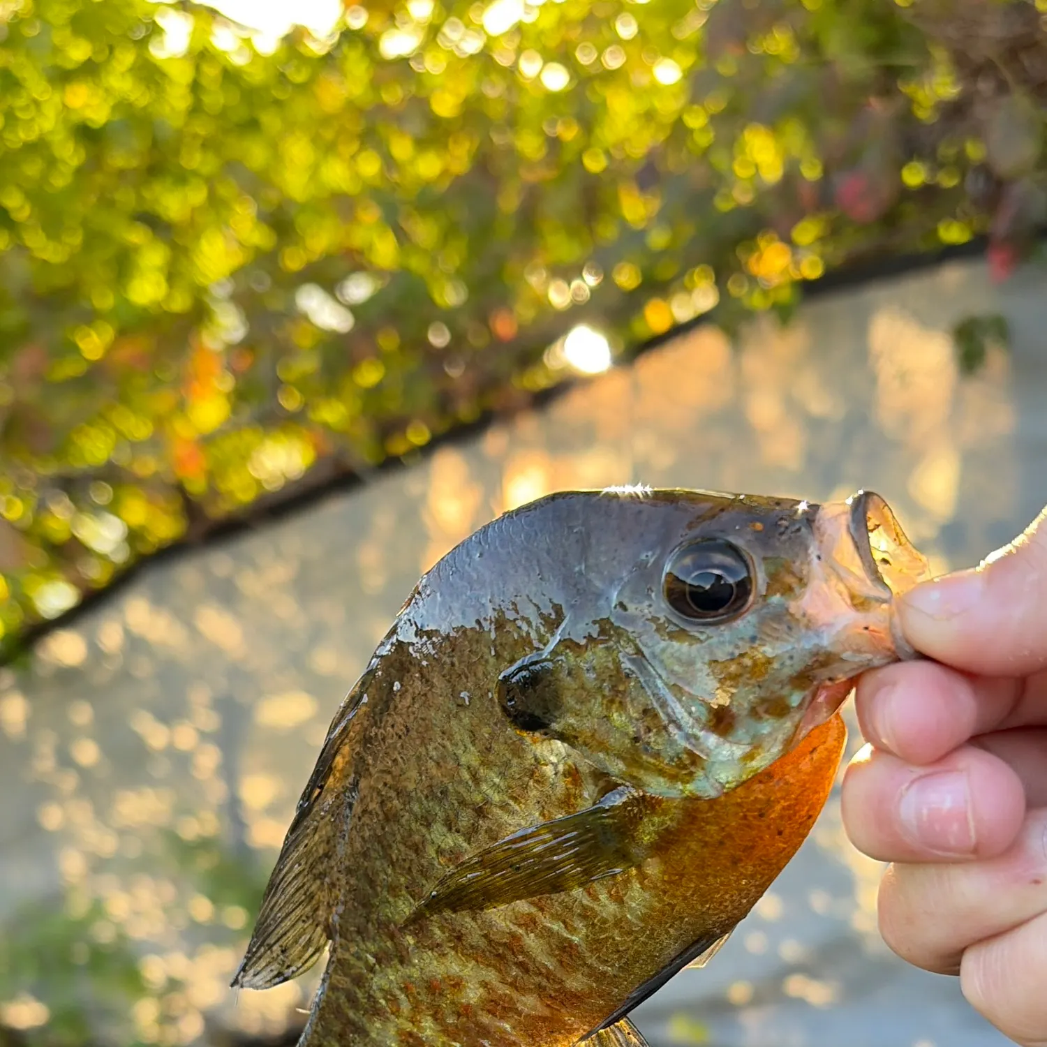 Fish caught on Fishbrain