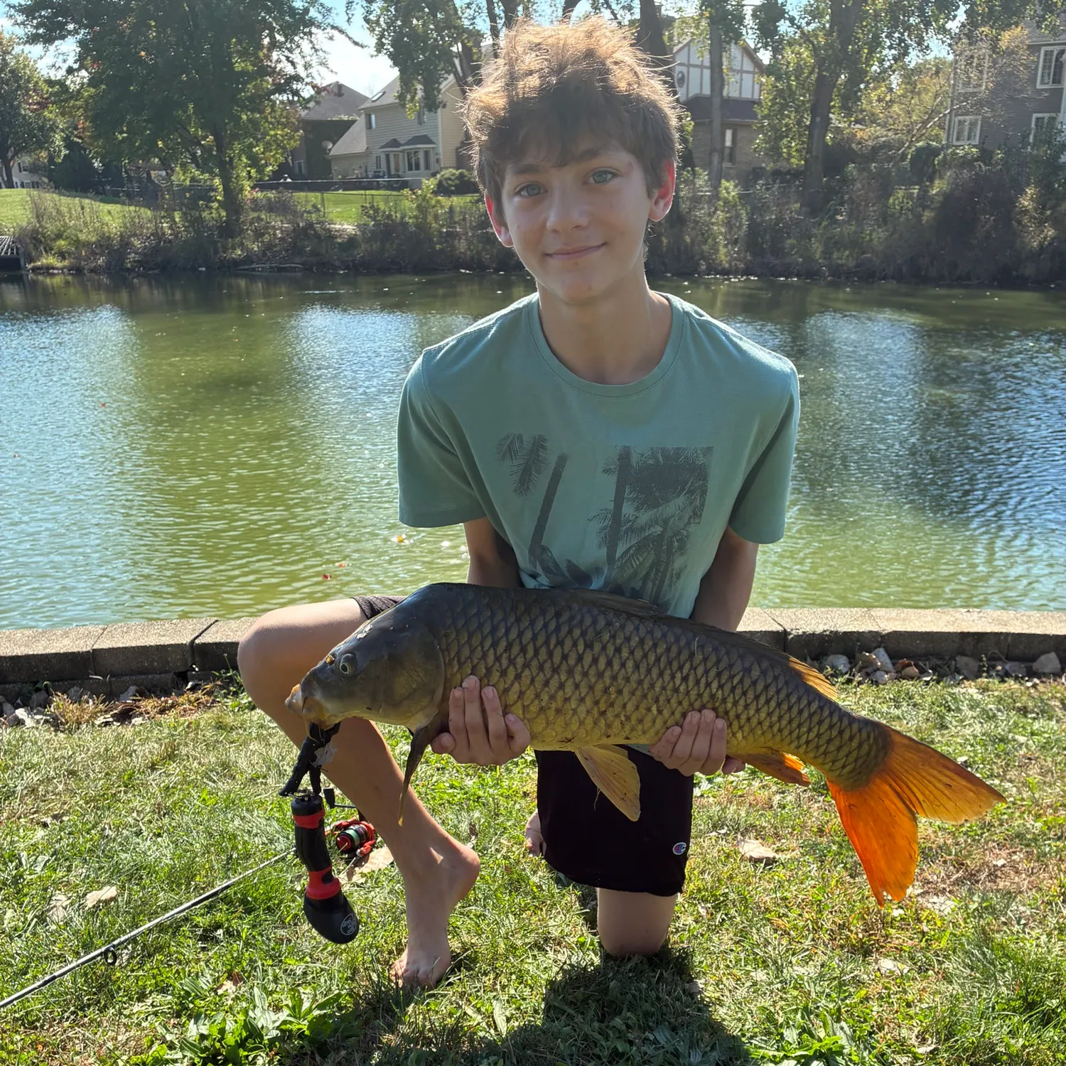 Common carp caught on Fishbrain