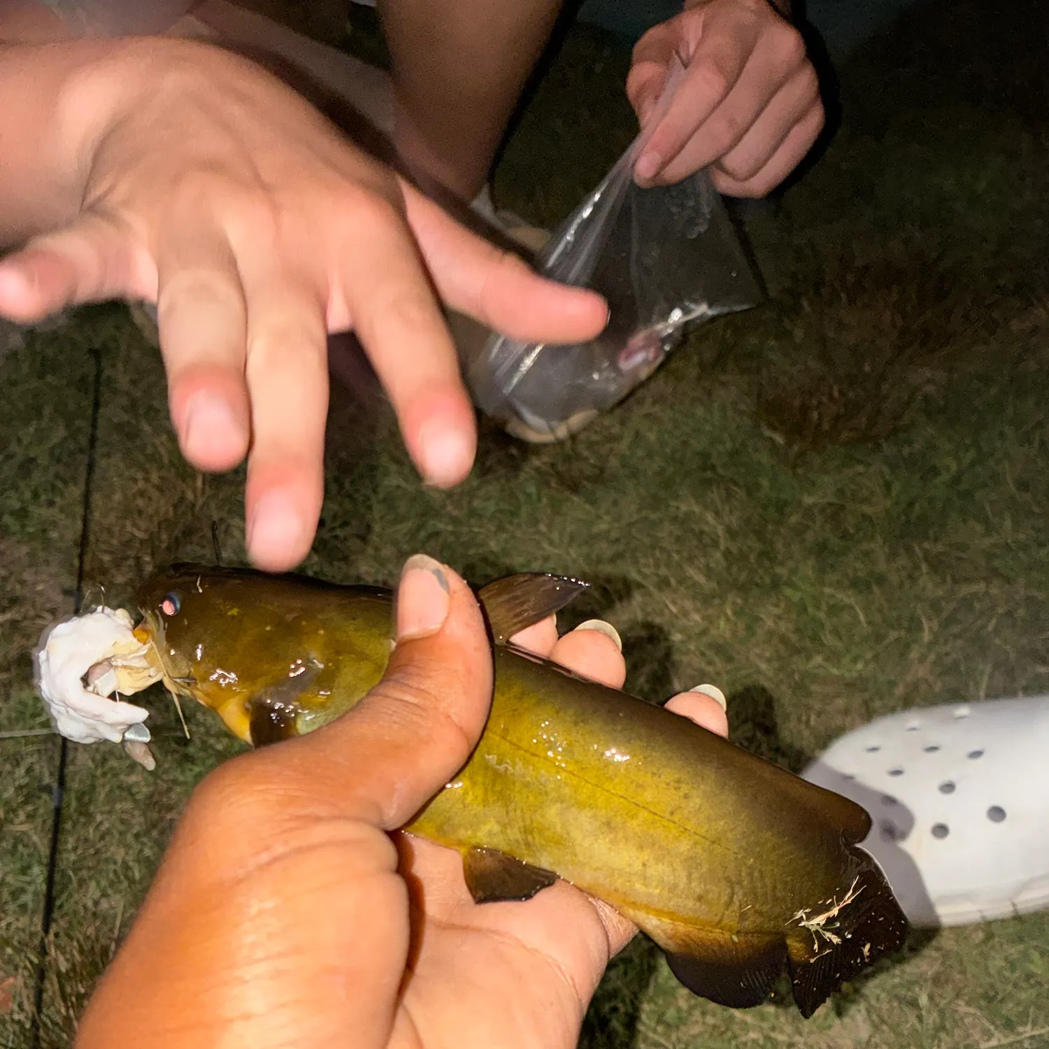 Yellow bullhead caught on Fishbrain