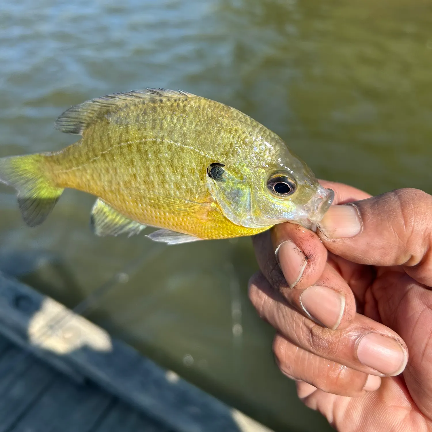 Bluegill caught on Fishbrain