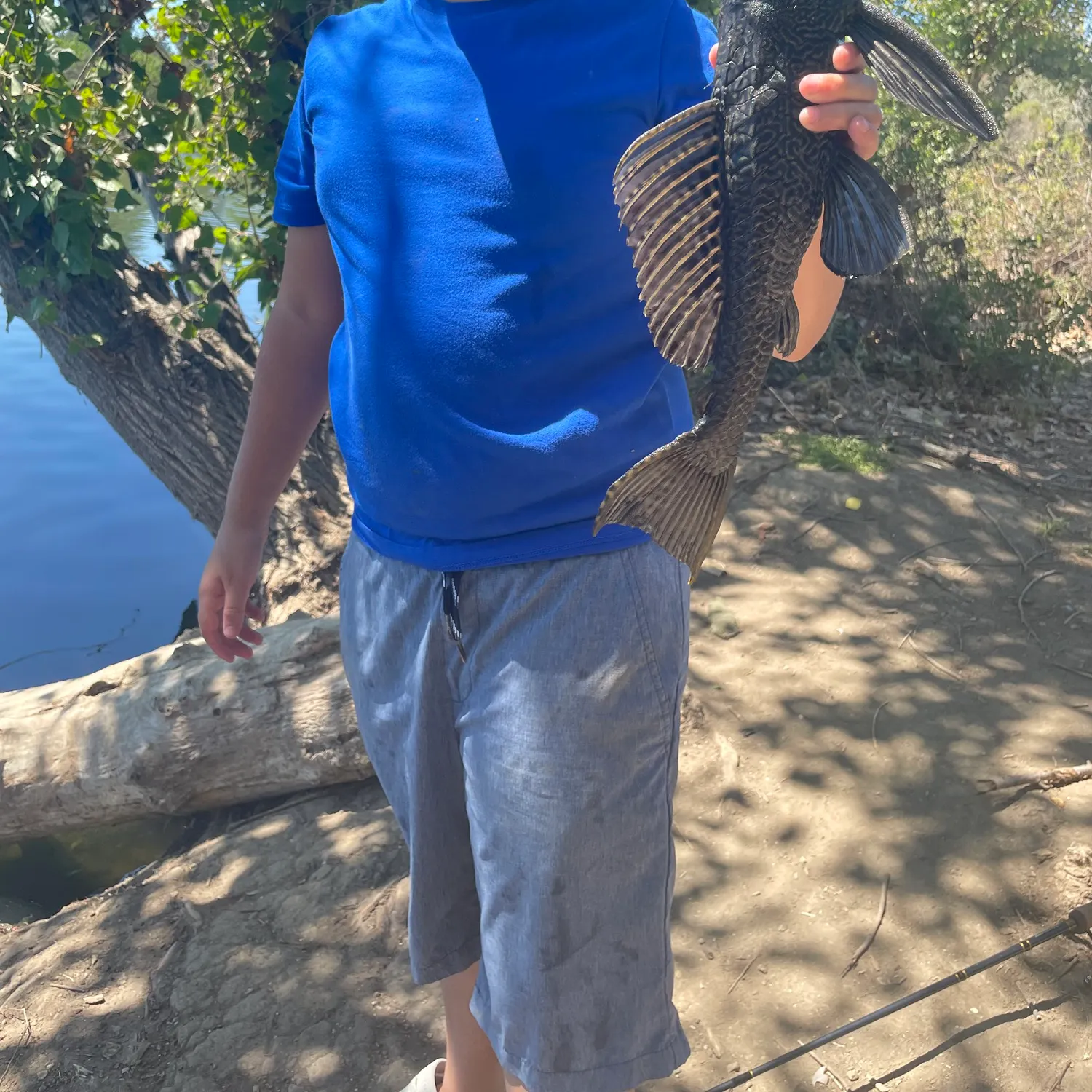 Suckermouth catfish caught on Fishbrain