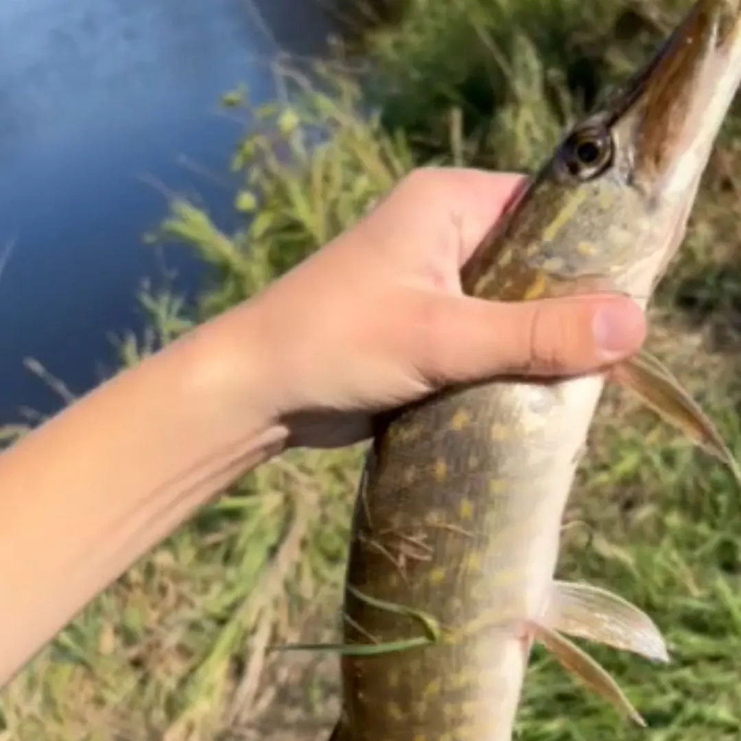 Northern pike caught on Fishbrain