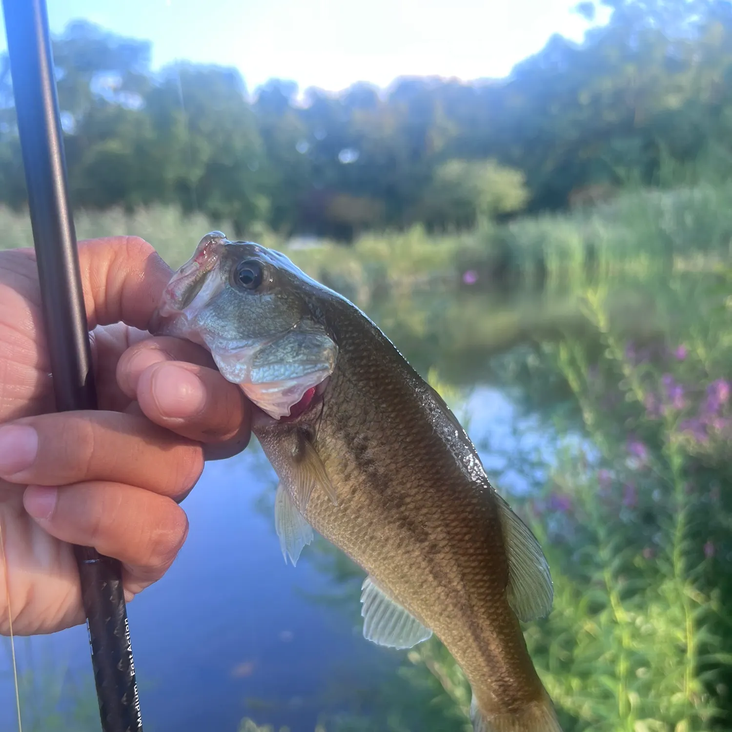 Largemouth bass caught on Fishbrain