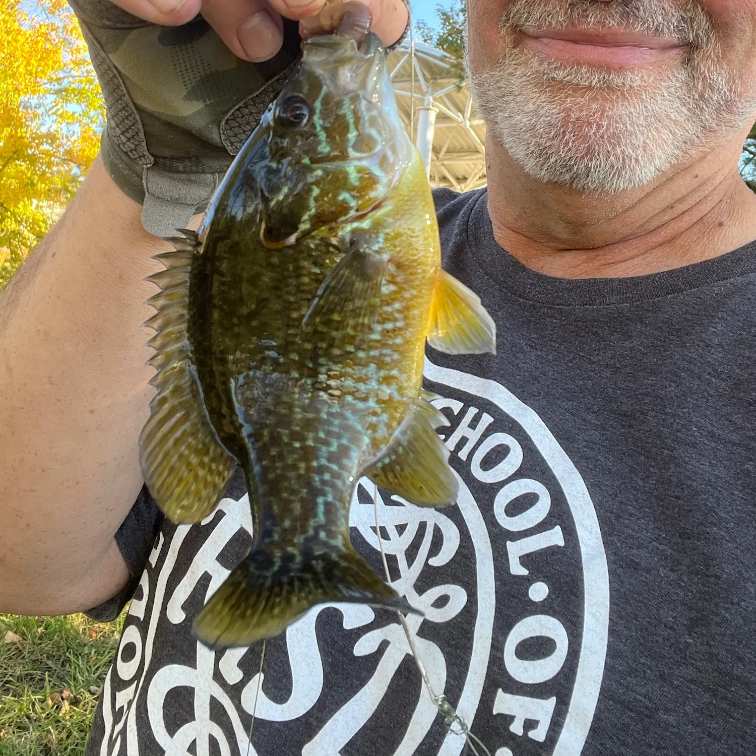 Greengill hybrid caught on Fishbrain
