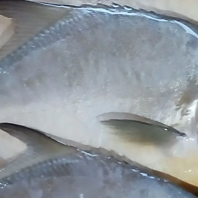 Florida pompano caught on Fishbrain