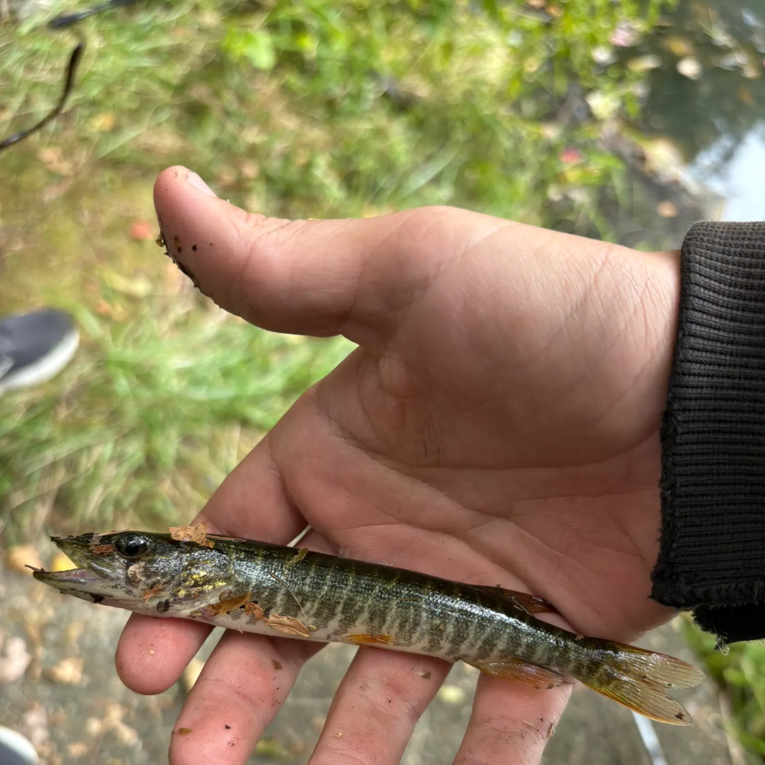 The most recent Redfin pickerel catches on Fishbrain