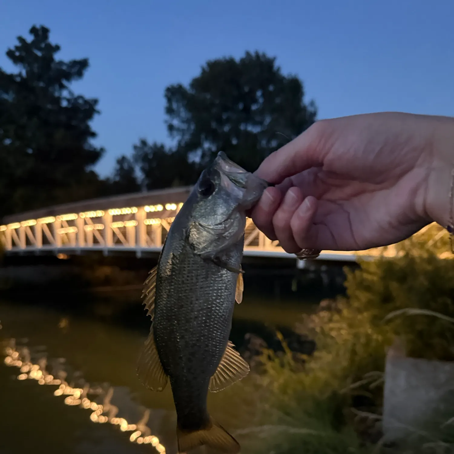 Largemouth bass caught on Fishbrain