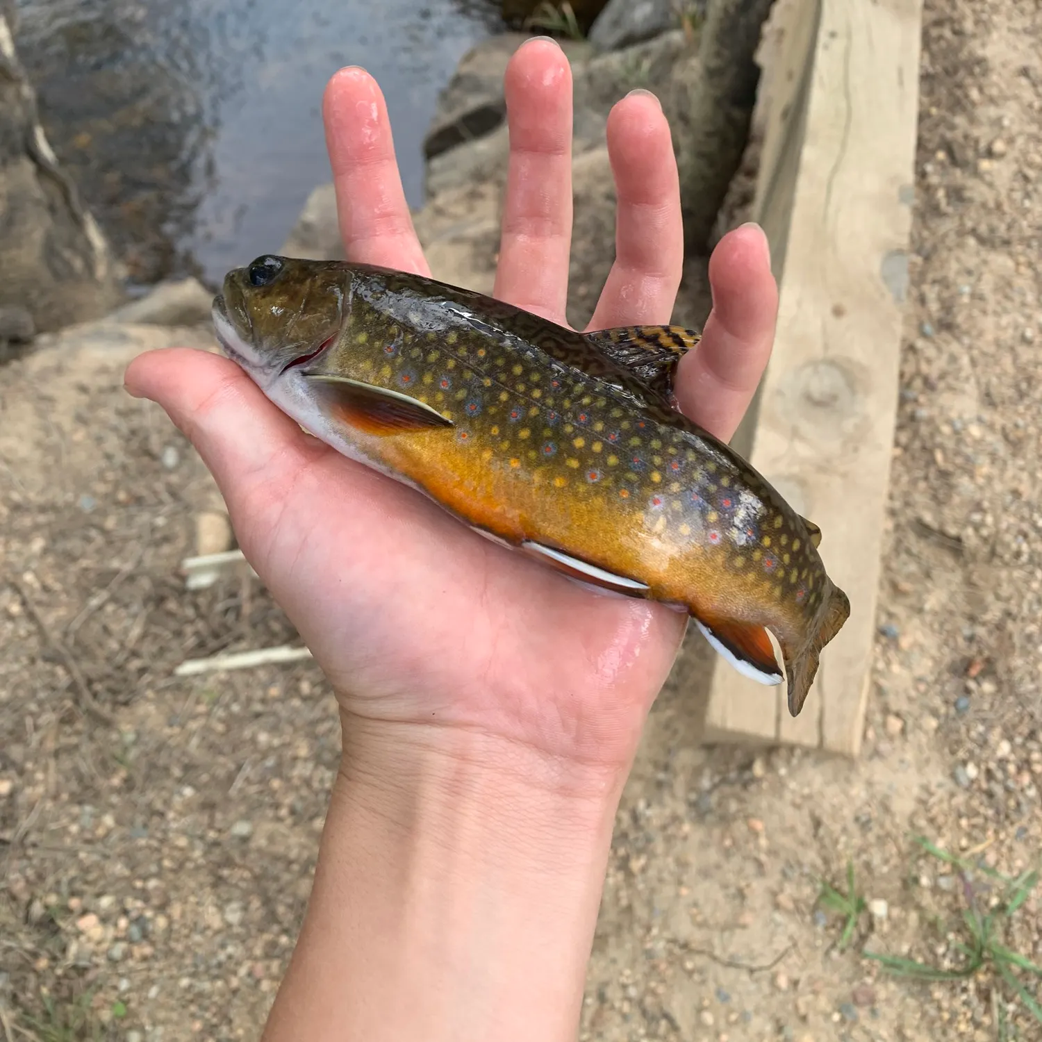 Brook trout caught on Fishbrain