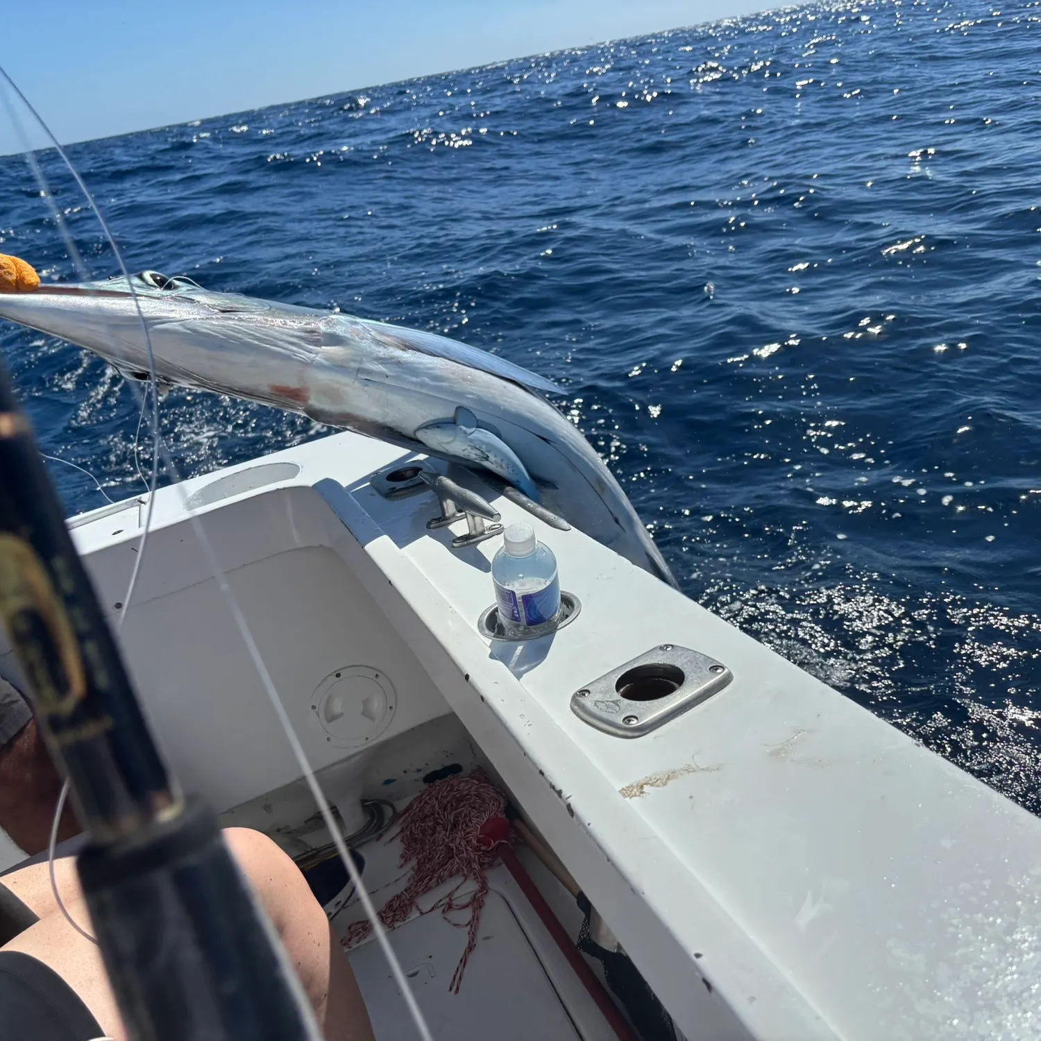 The most recent Striped marlin catches on Fishbrain