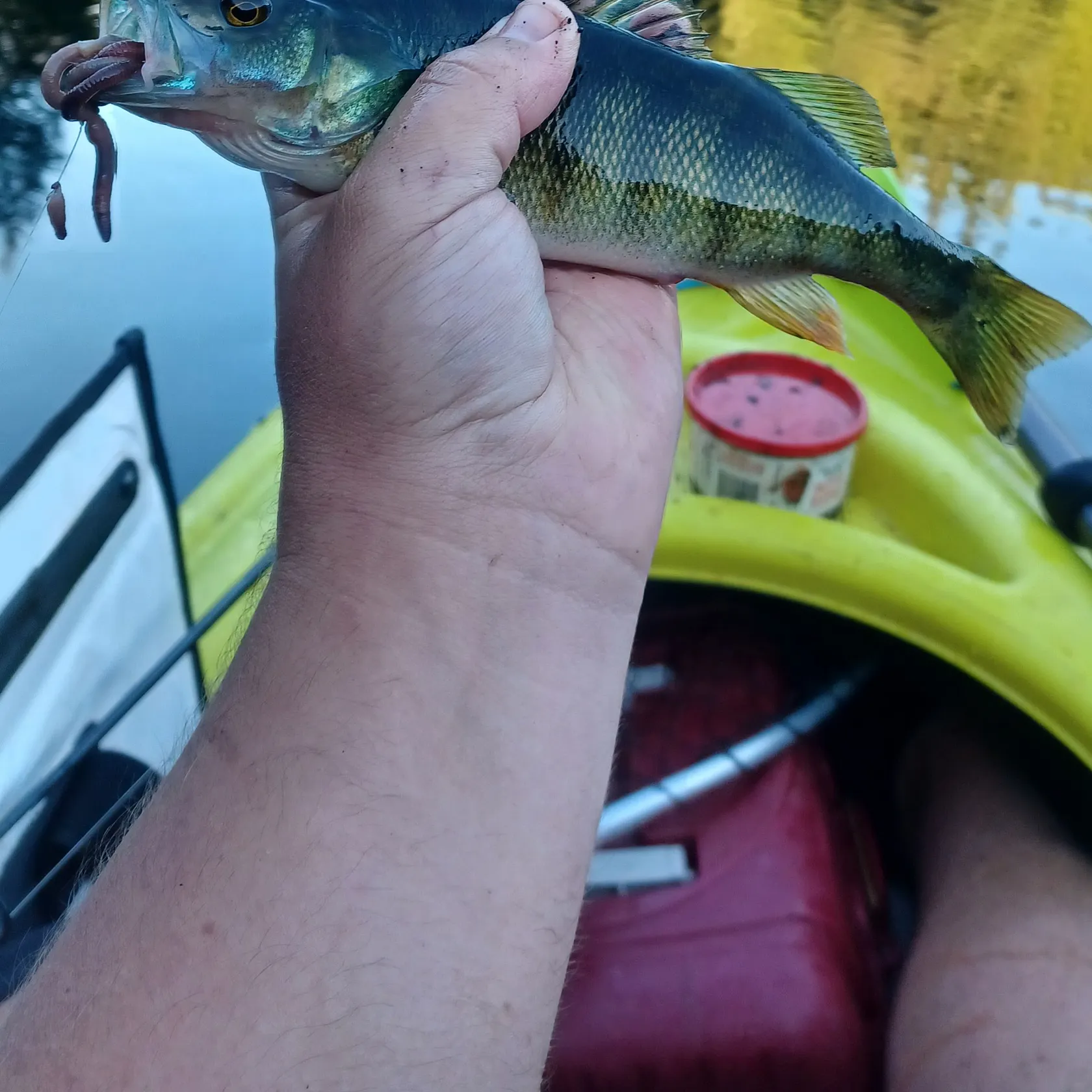 Yellow perch caught on Fishbrain
