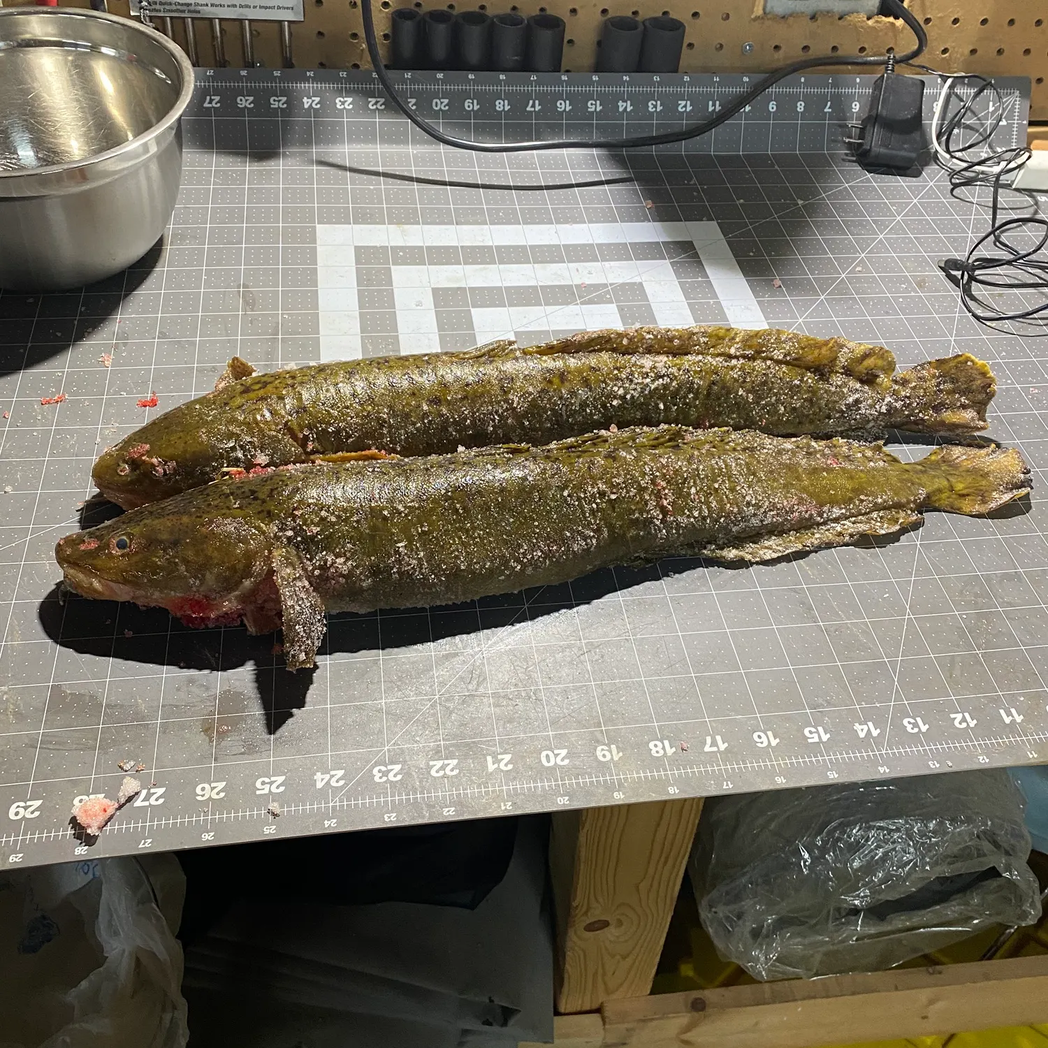 The most recent Burbot catches on Fishbrain