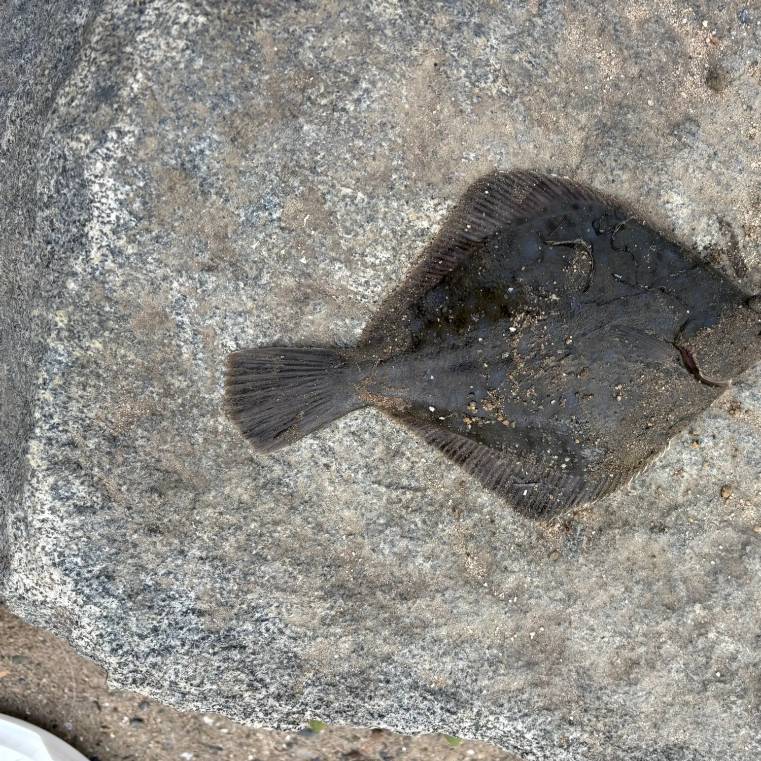 The most recent Diamond turbot catches on Fishbrain