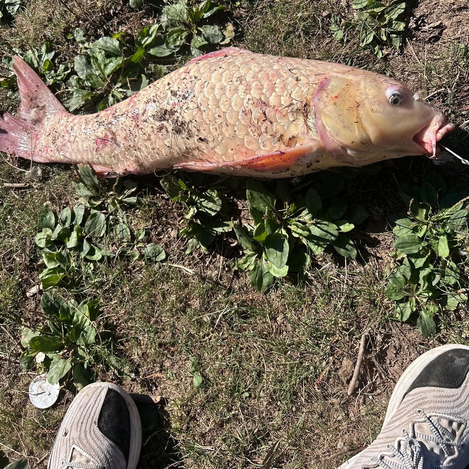 Koi carp caught on Fishbrain