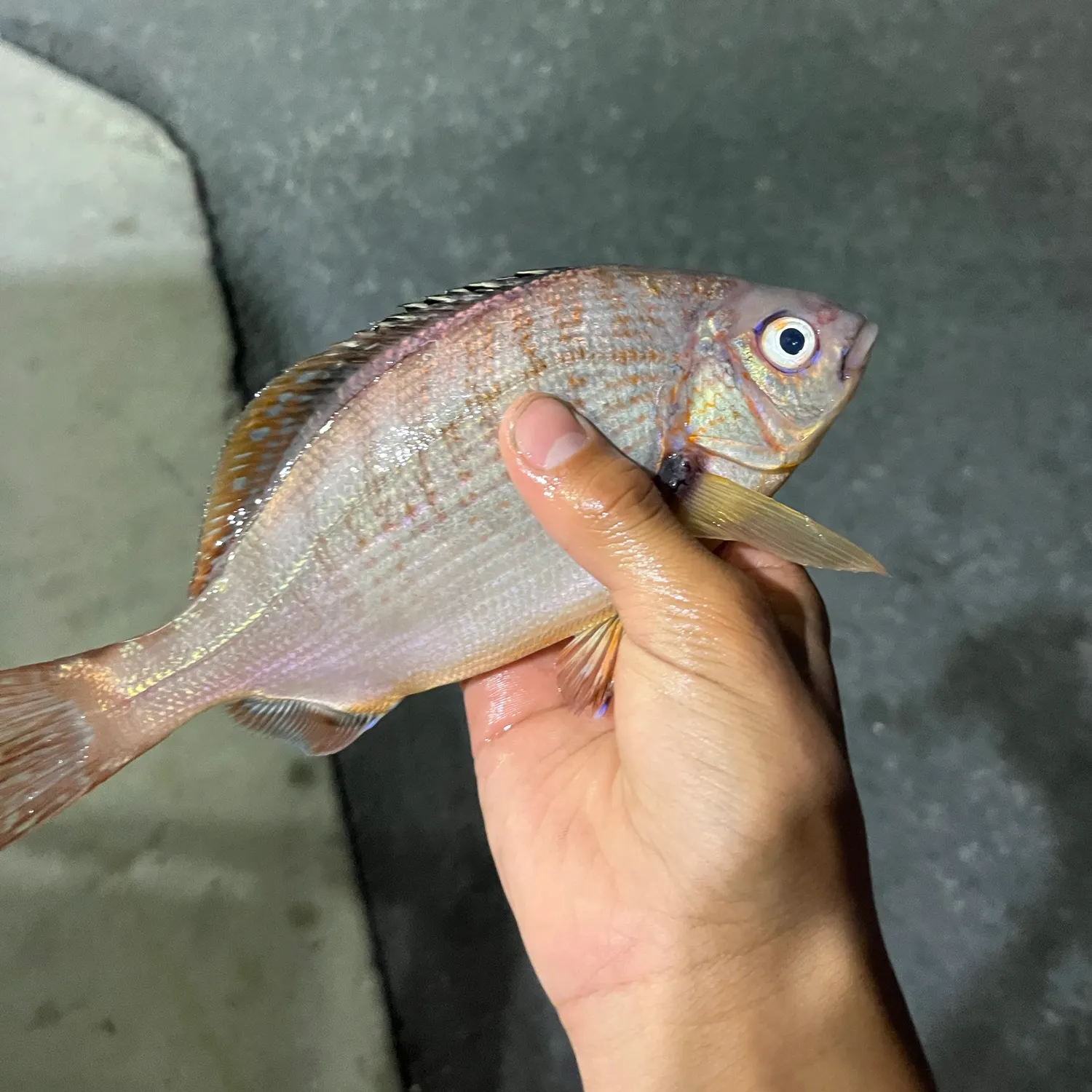 The most recent Rainbow surfperch catches on Fishbrain