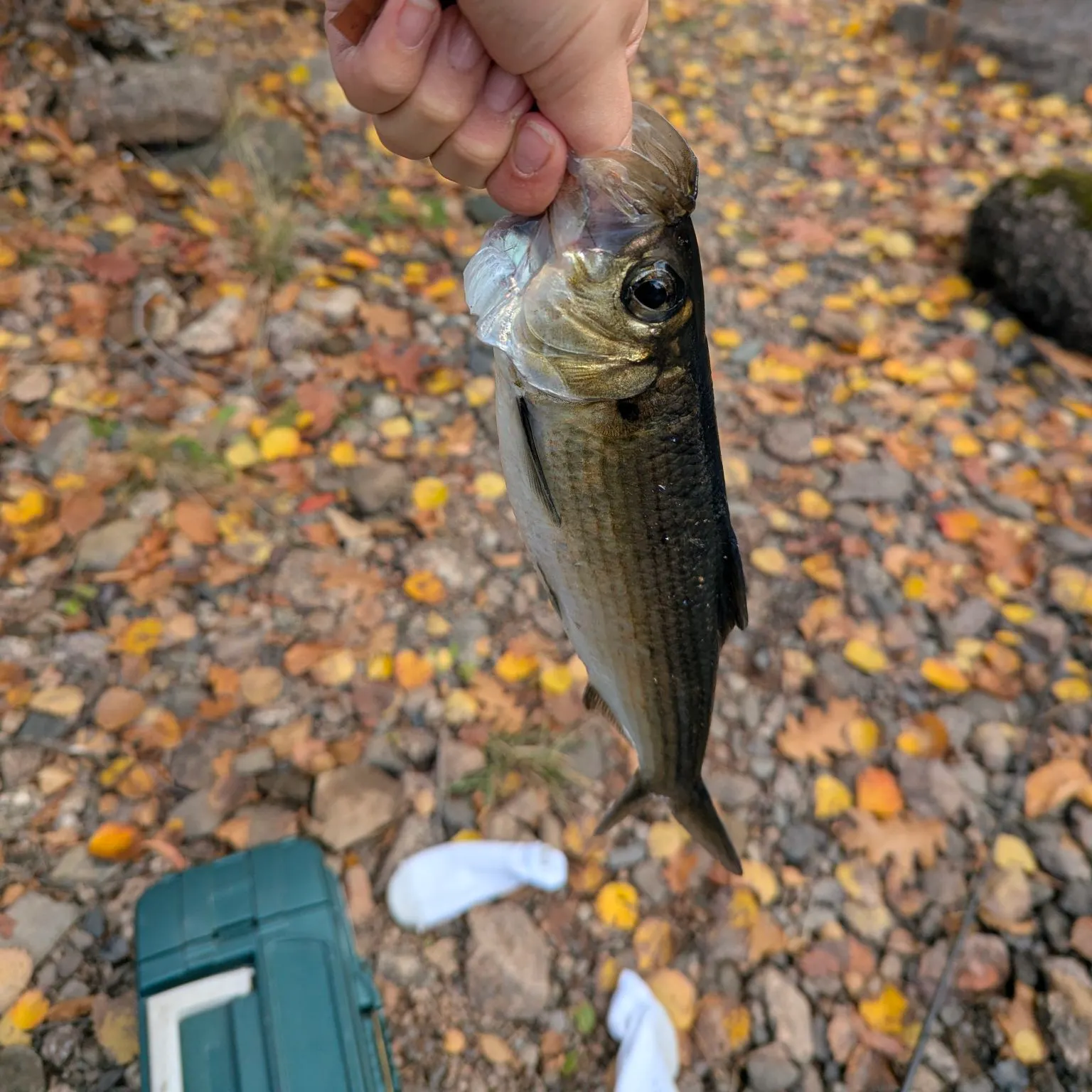 The most recent Alewife catches on Fishbrain