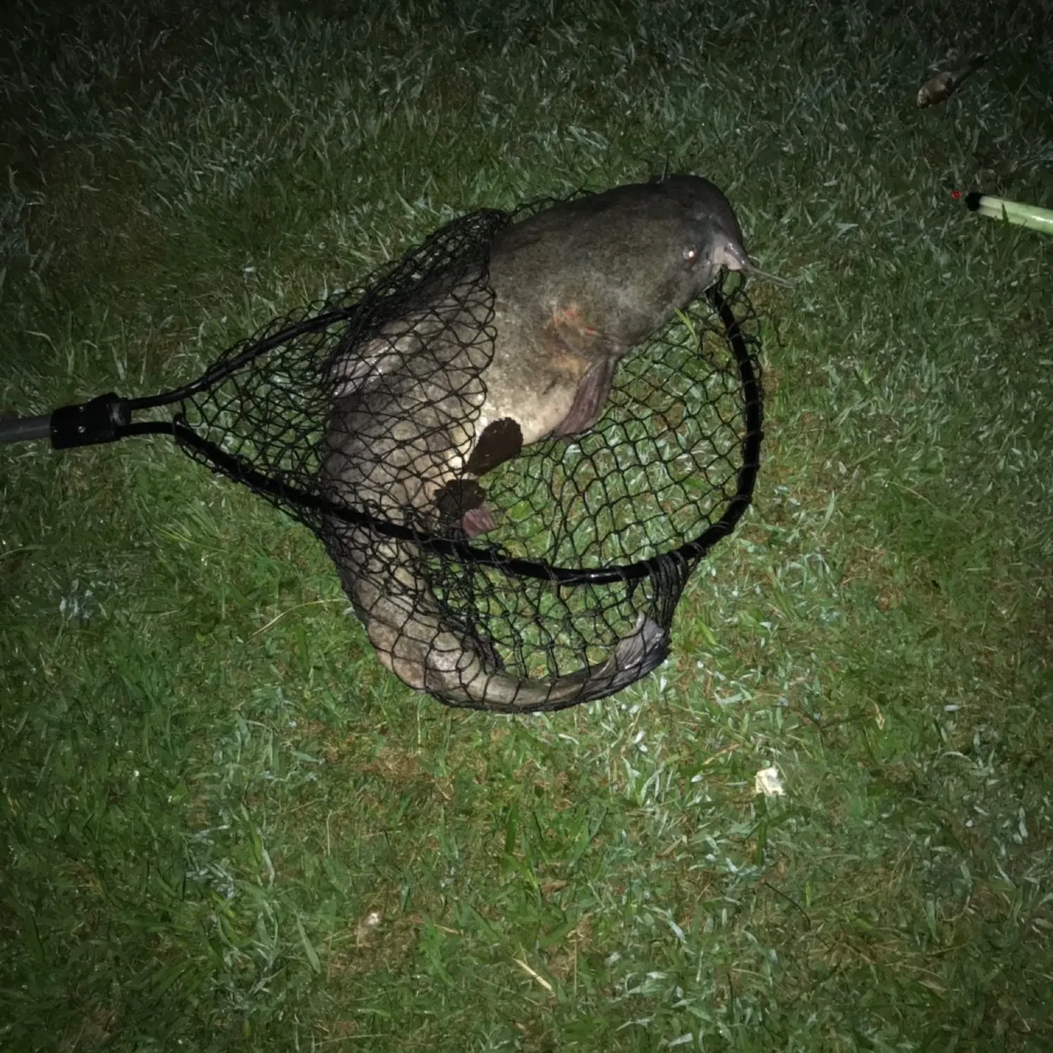Flathead catfish caught on Fishbrain