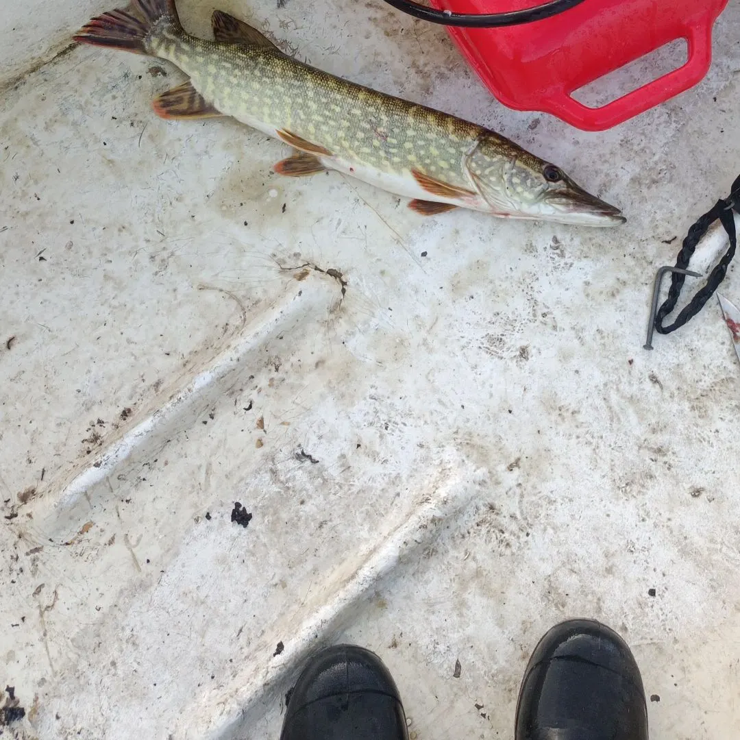 Northern pike caught on Fishbrain