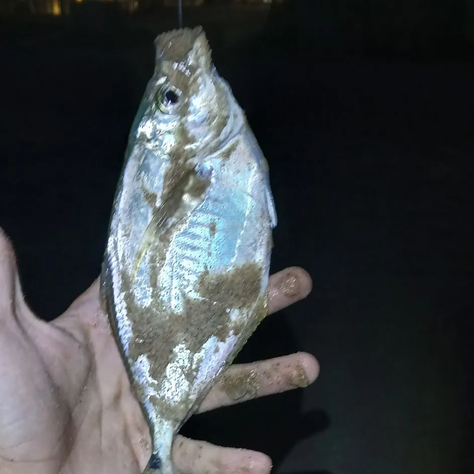 The most recent Atlantic bumper catches on Fishbrain