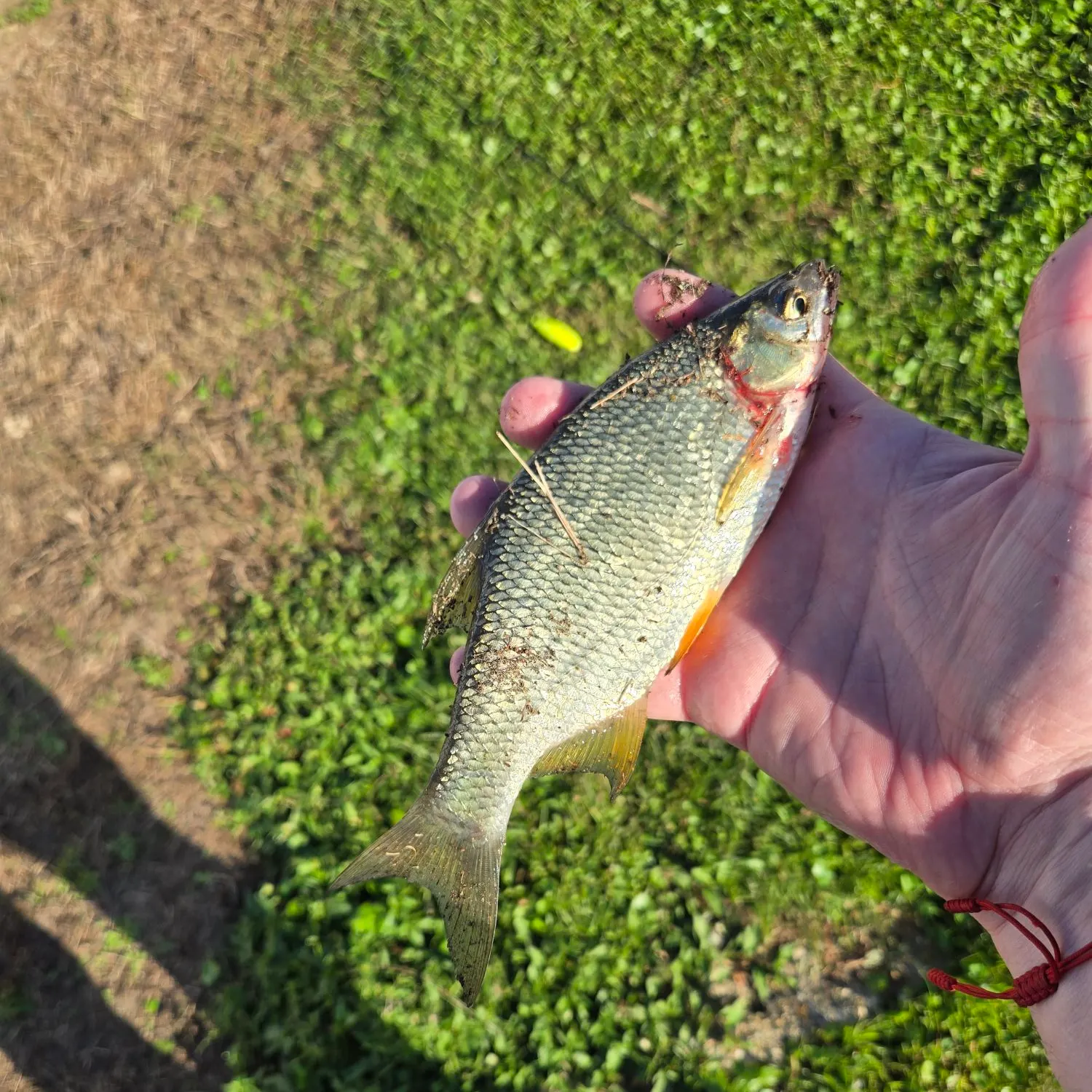 The most recent Golden shiner catches on Fishbrain
