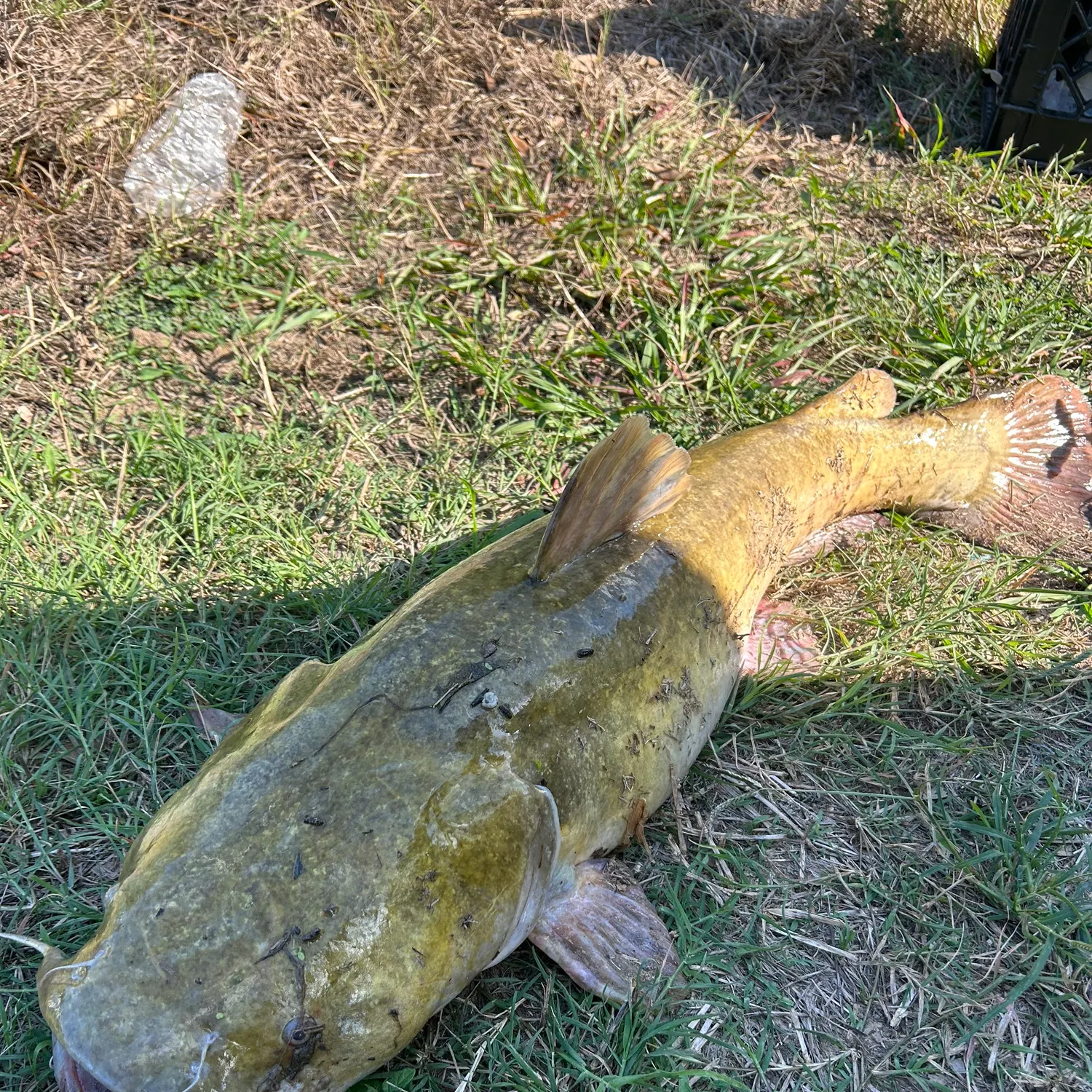 Flathead catfish caught on Fishbrain
