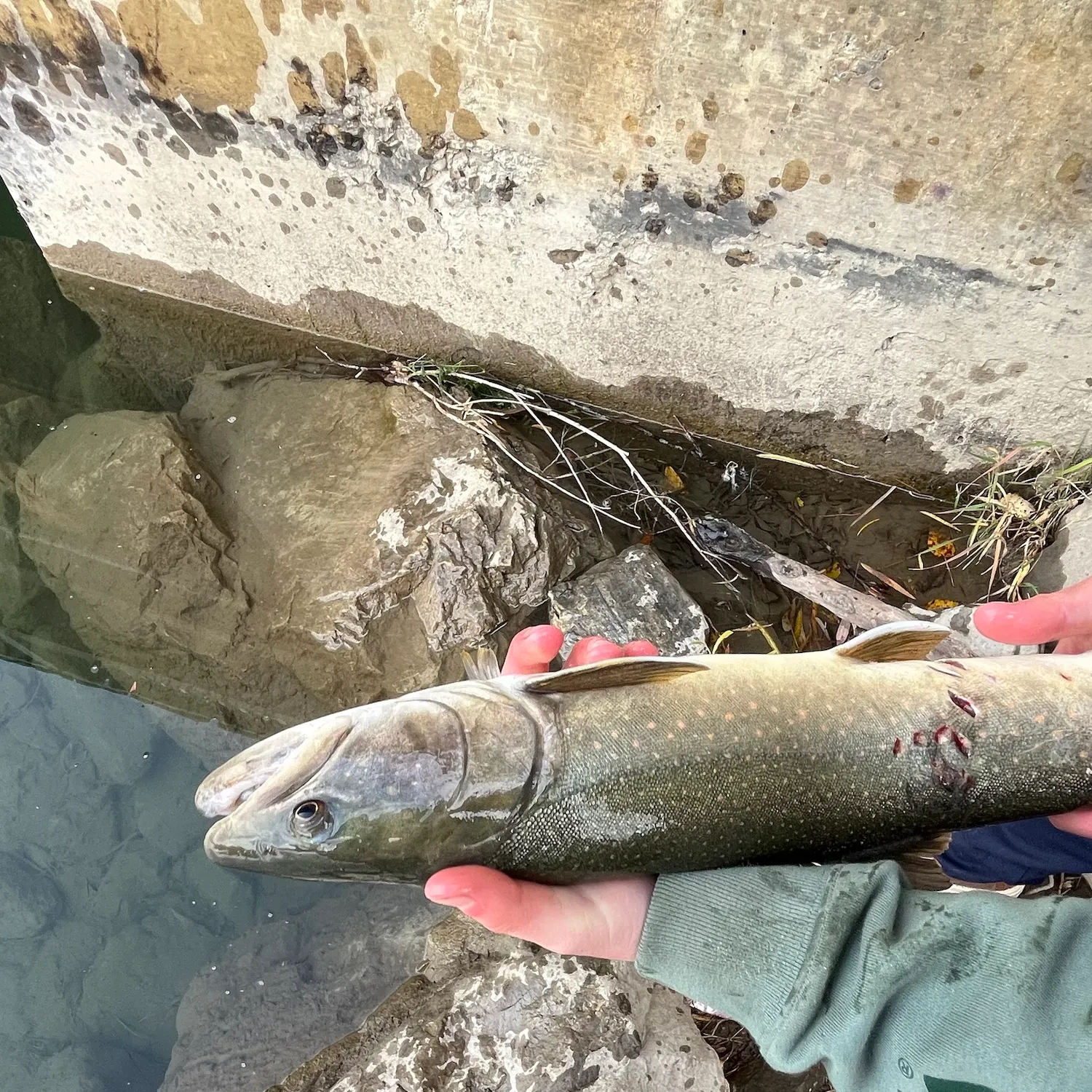 Bull trout caught on Fishbrain