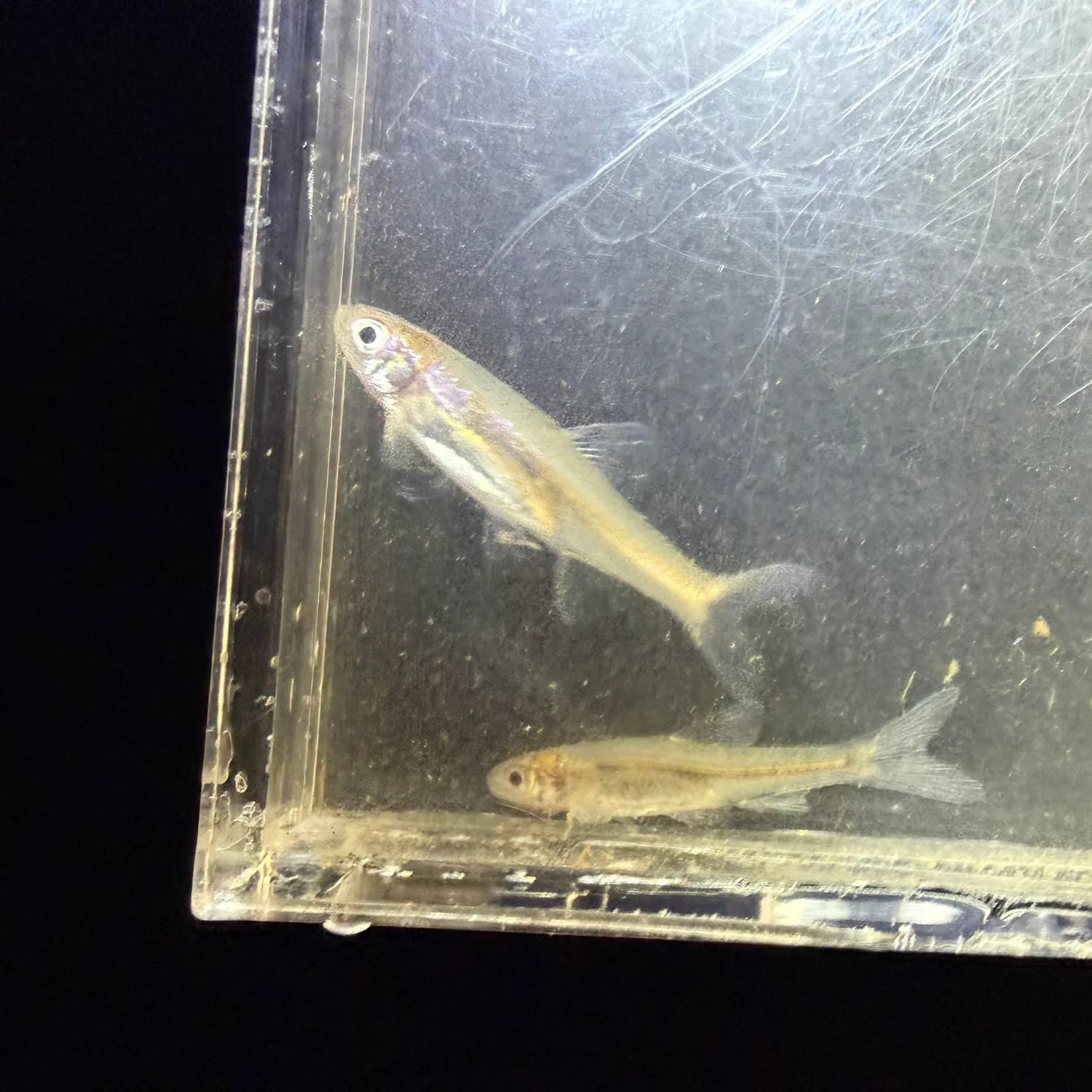 The most recent Ghost carp catches on Fishbrain