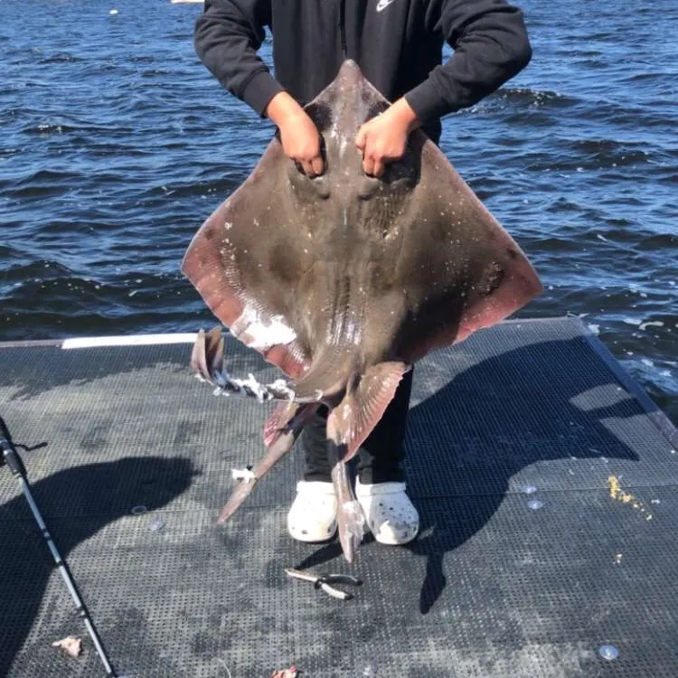 The most recent Blue skate catches on Fishbrain