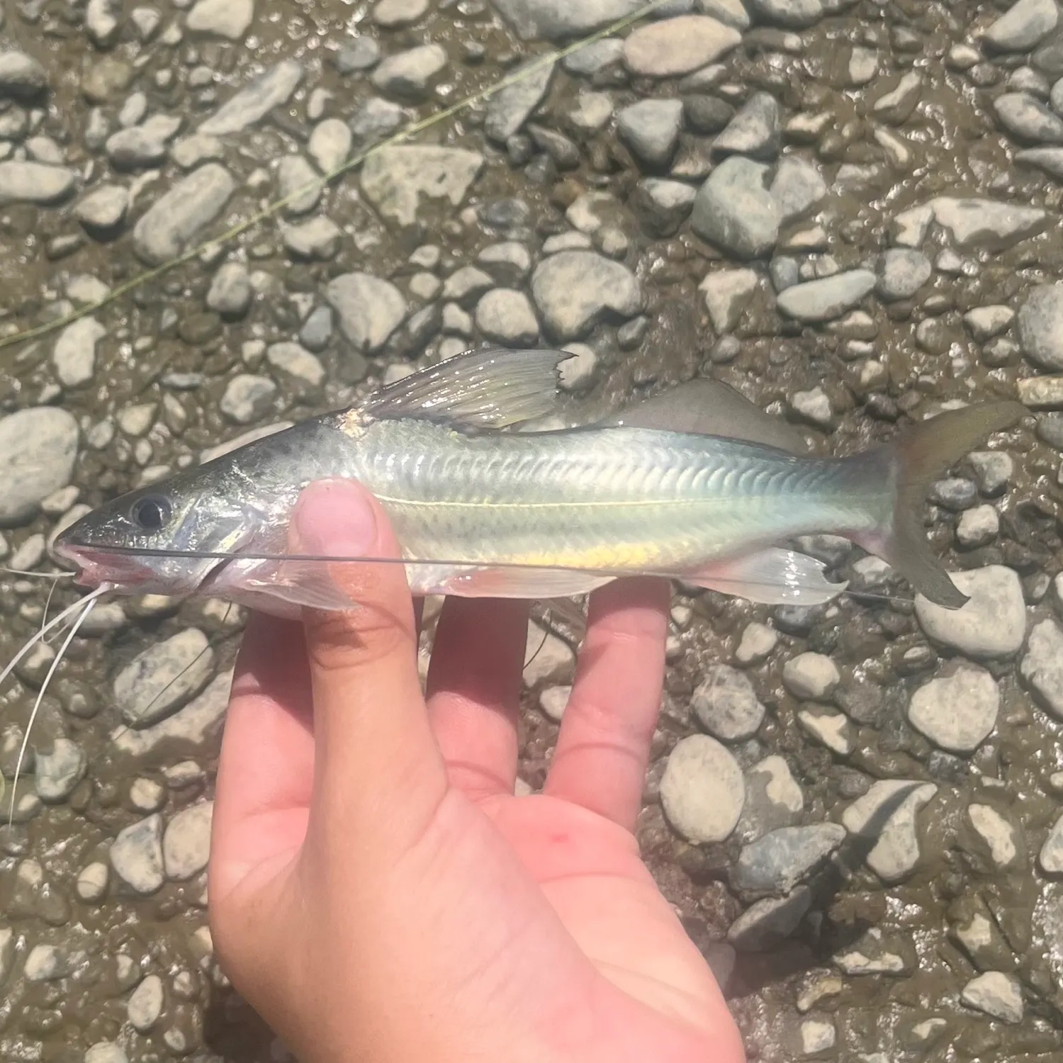 The most recent Barbado catfish catches on Fishbrain