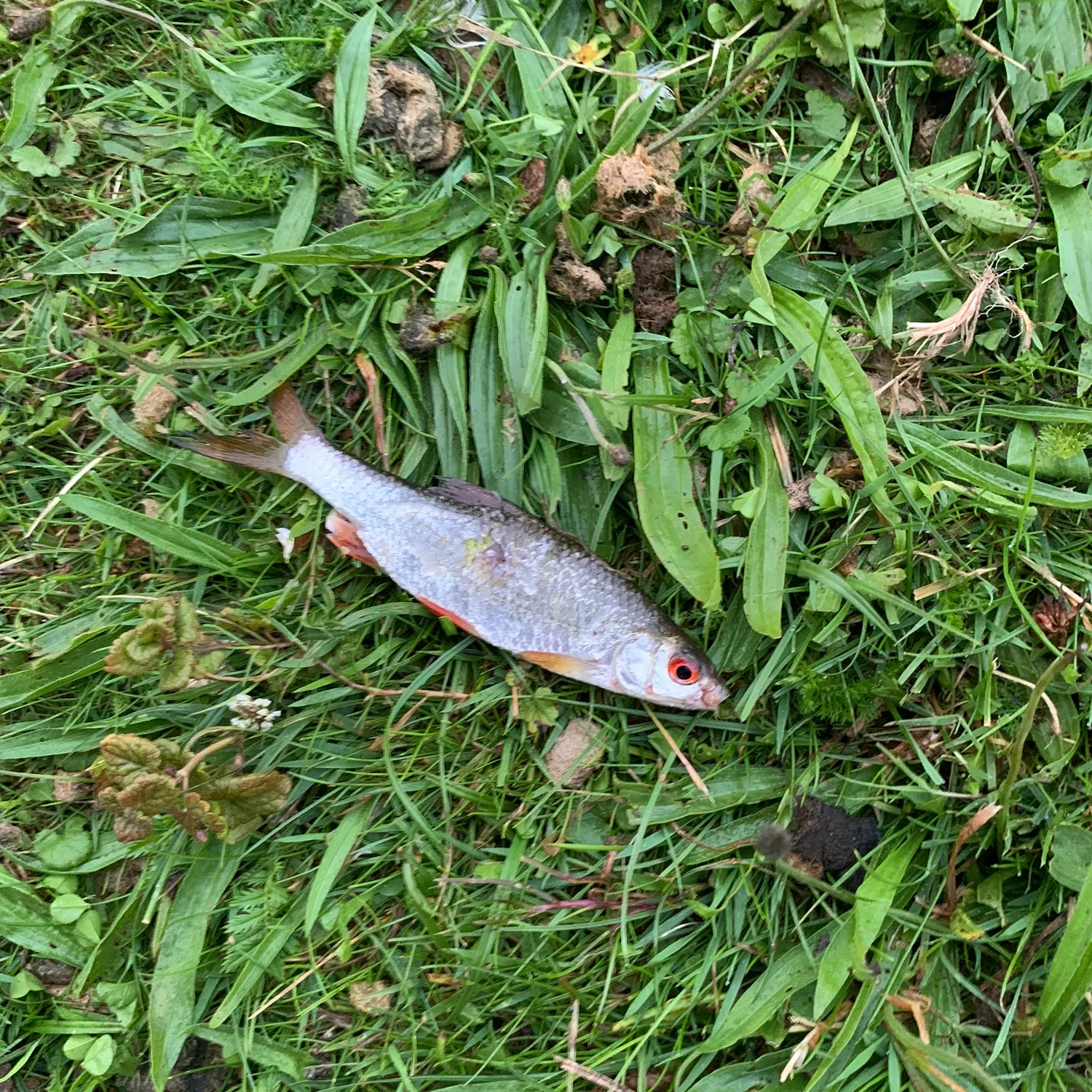 Common roach caught on Fishbrain