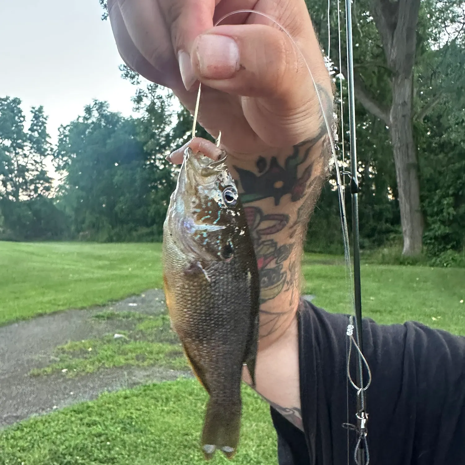 recently logged catches
