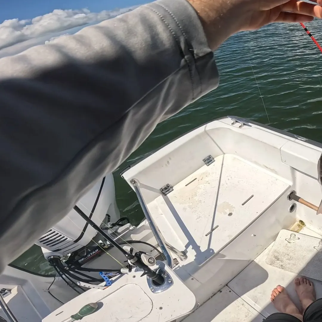 Spotted rose snapper caught on Fishbrain